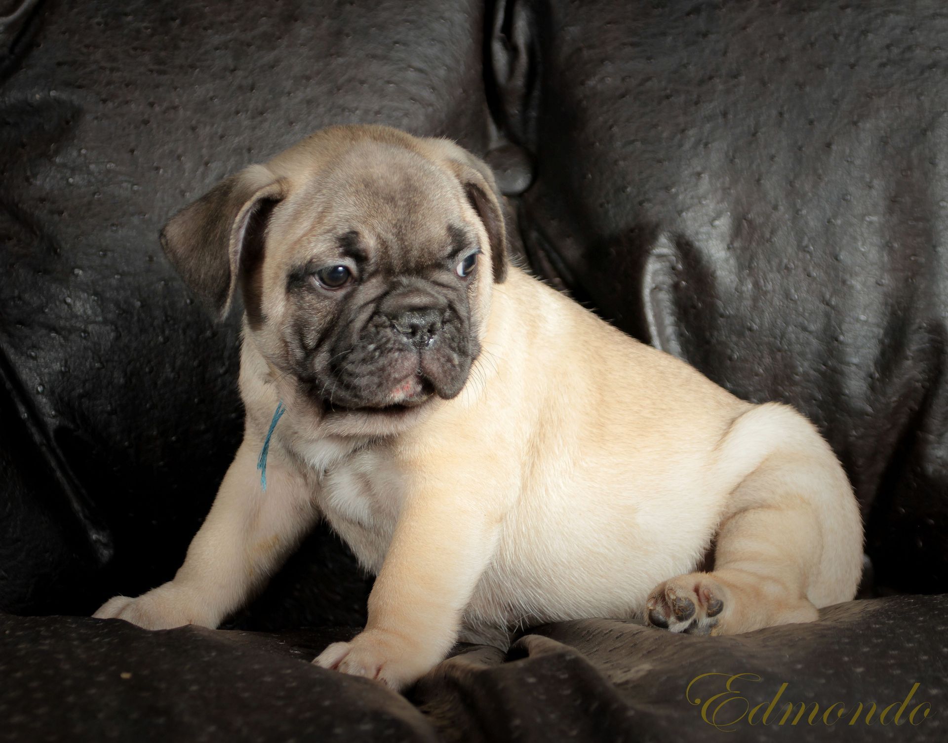 Male Light Fawn puppy from Edmondo French Bulldogs in Pretoria.