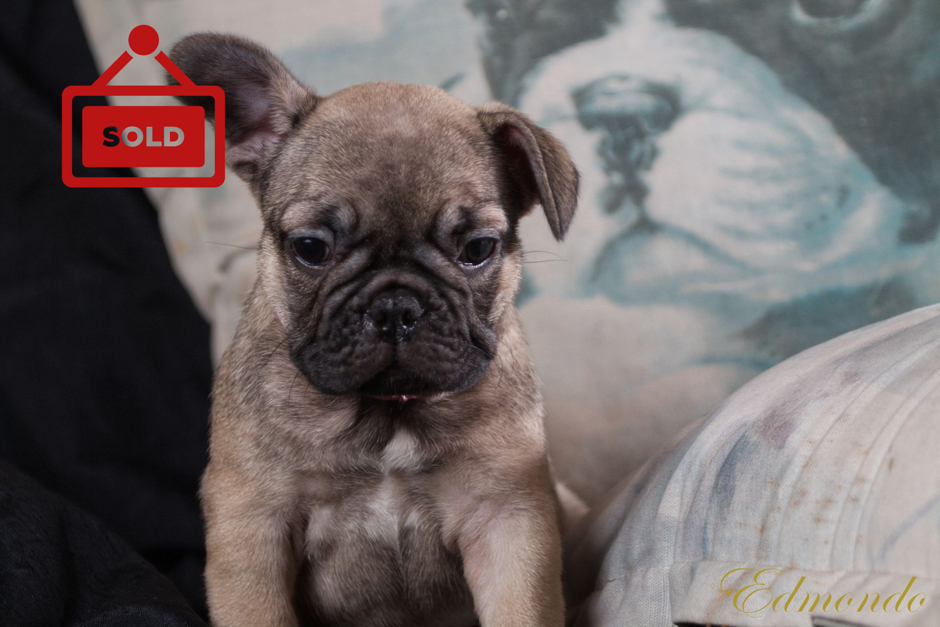 Female Dark Fawn puppy from Edmondo breeders in Pretoria.