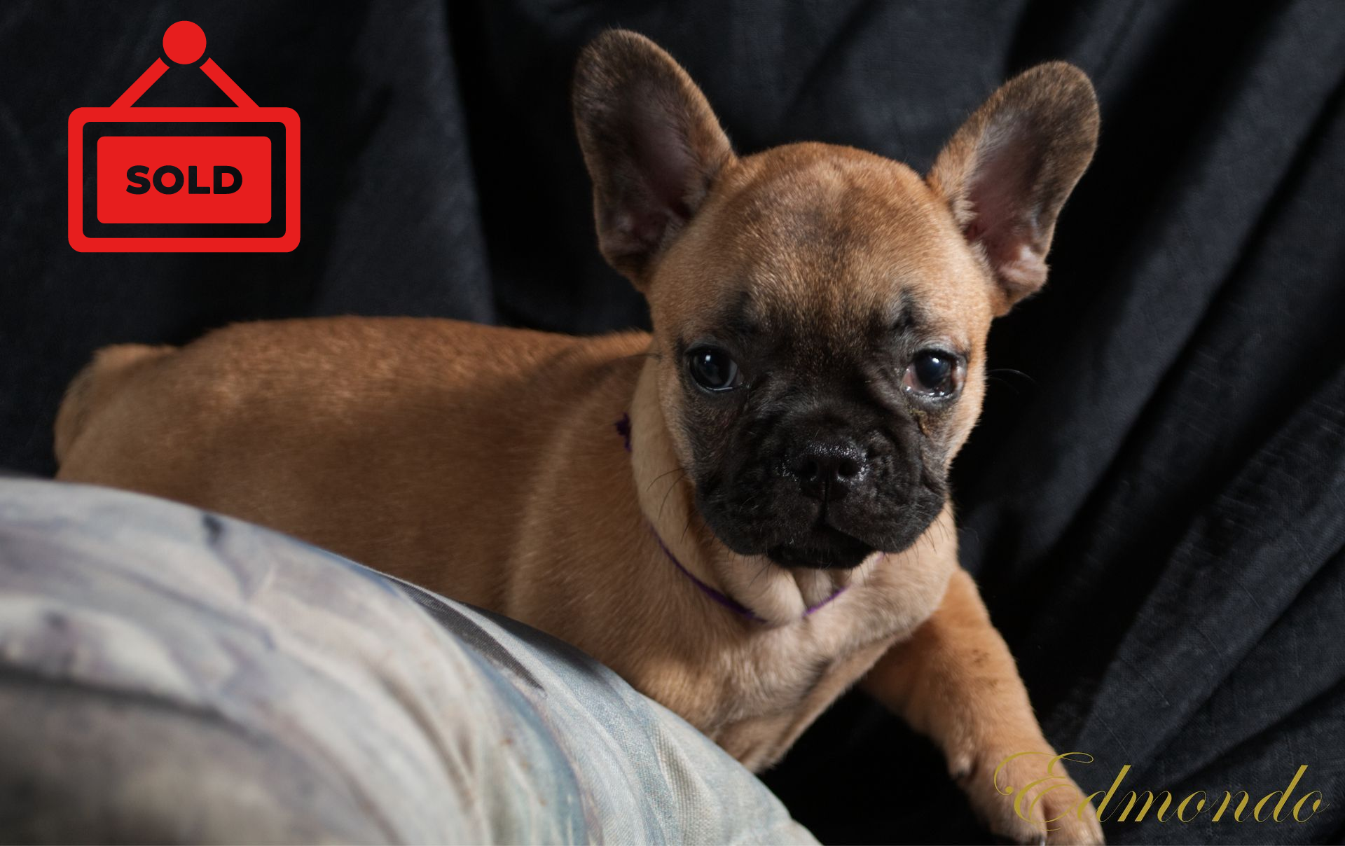 Female Light Fawn French Bulldog puppy from Edmondo breeders in Pretoria.