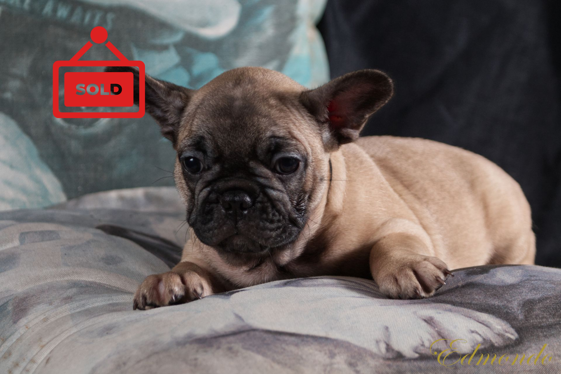 Male Light Fawn French Bulldog puppy from Edmondo breeders in Pretoria.