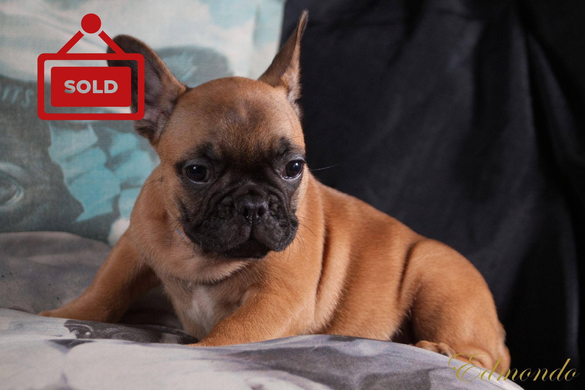 Male Red Fawn French Bulldog puppy from Edmondo breeders in Pretoria.