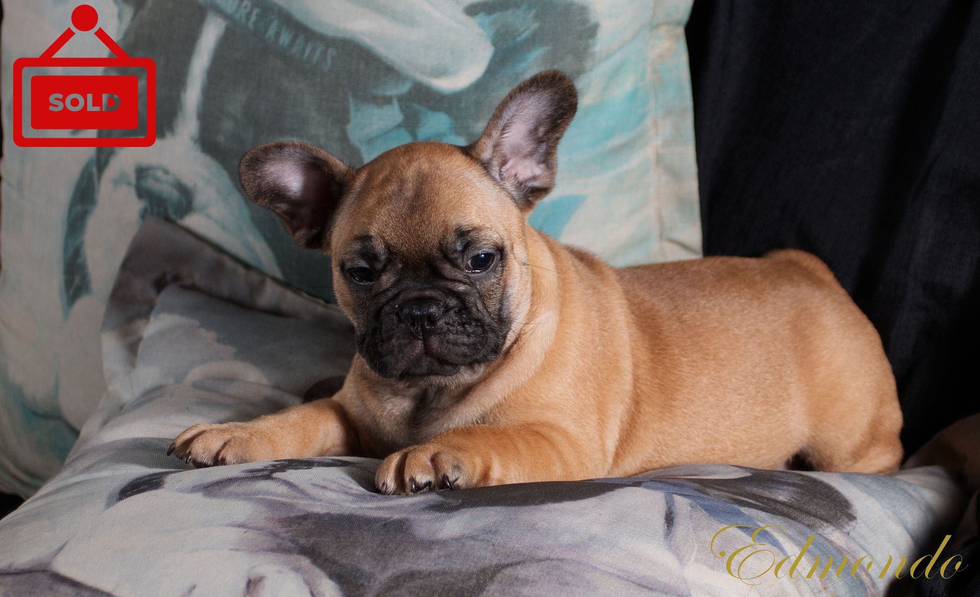 Male Red Fawn French Bulldog puppy from Edmondo breeders in Pretoria.