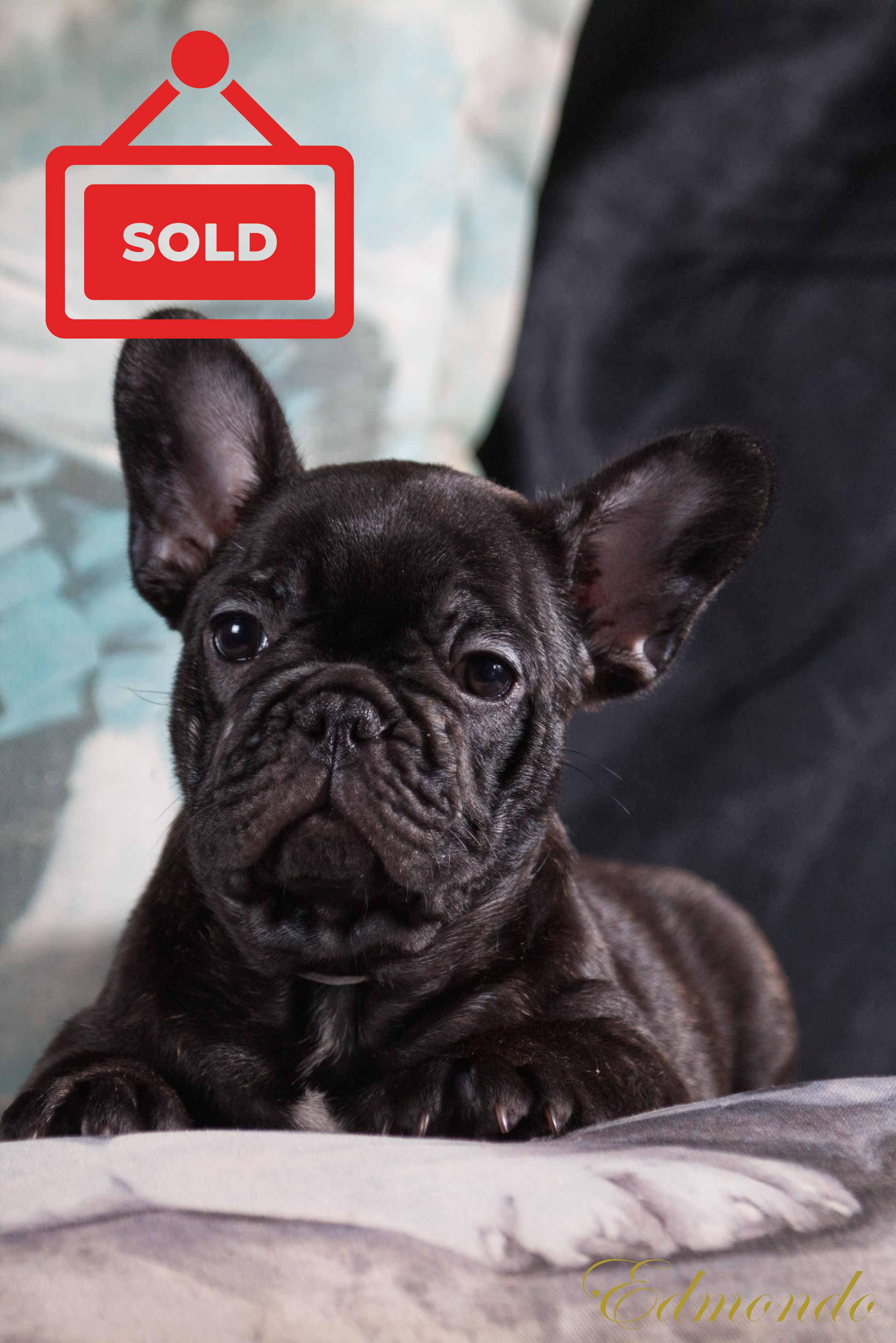 Male Black French Bulldog puppy from Edmondo breeders in Pretoria.
