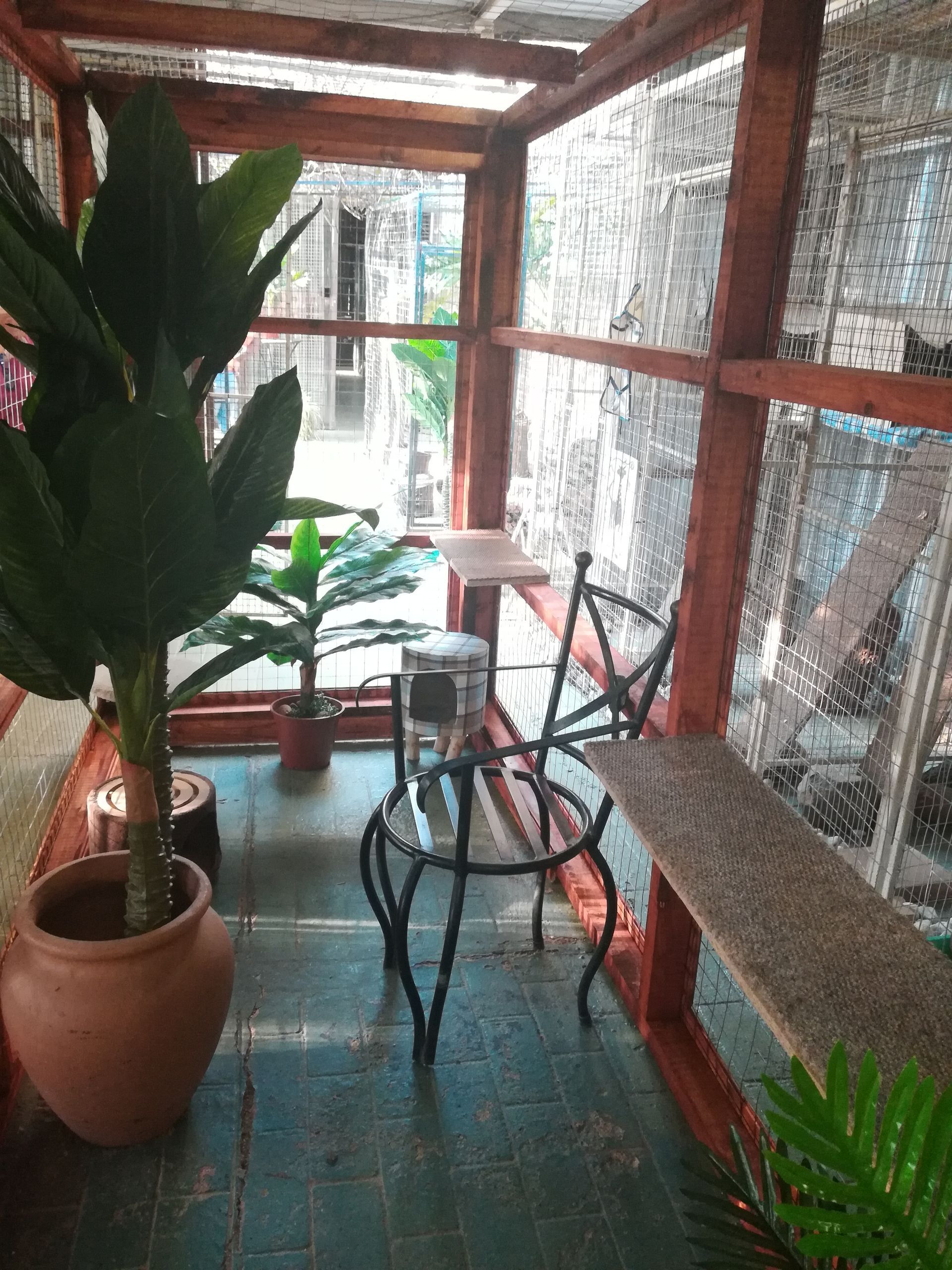 A room in the Ceasar's Pet Palace Cat Hotel with a table and chairs and a potted plant.