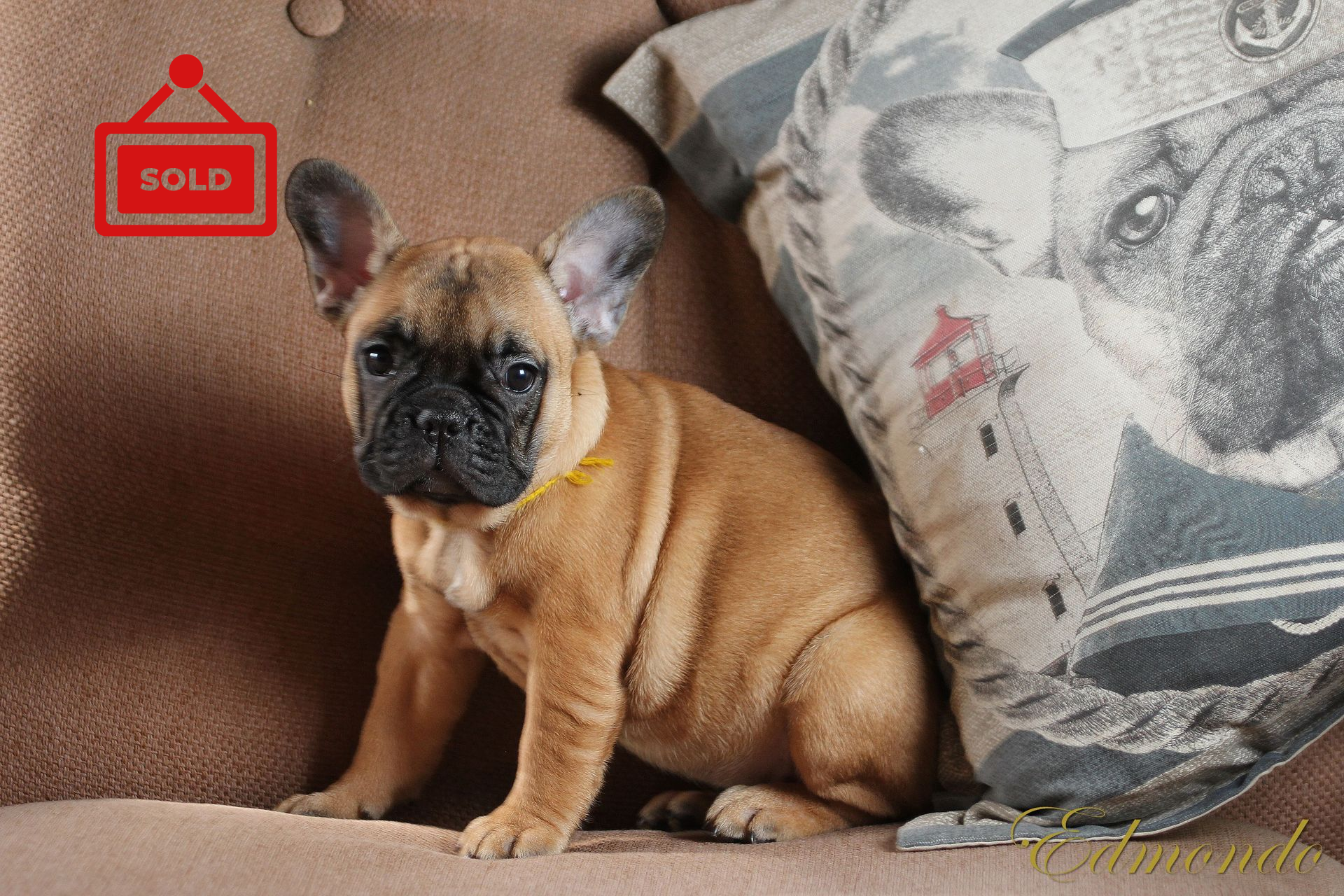 Female Fawn puppy from Edmondo French Bulldogs.