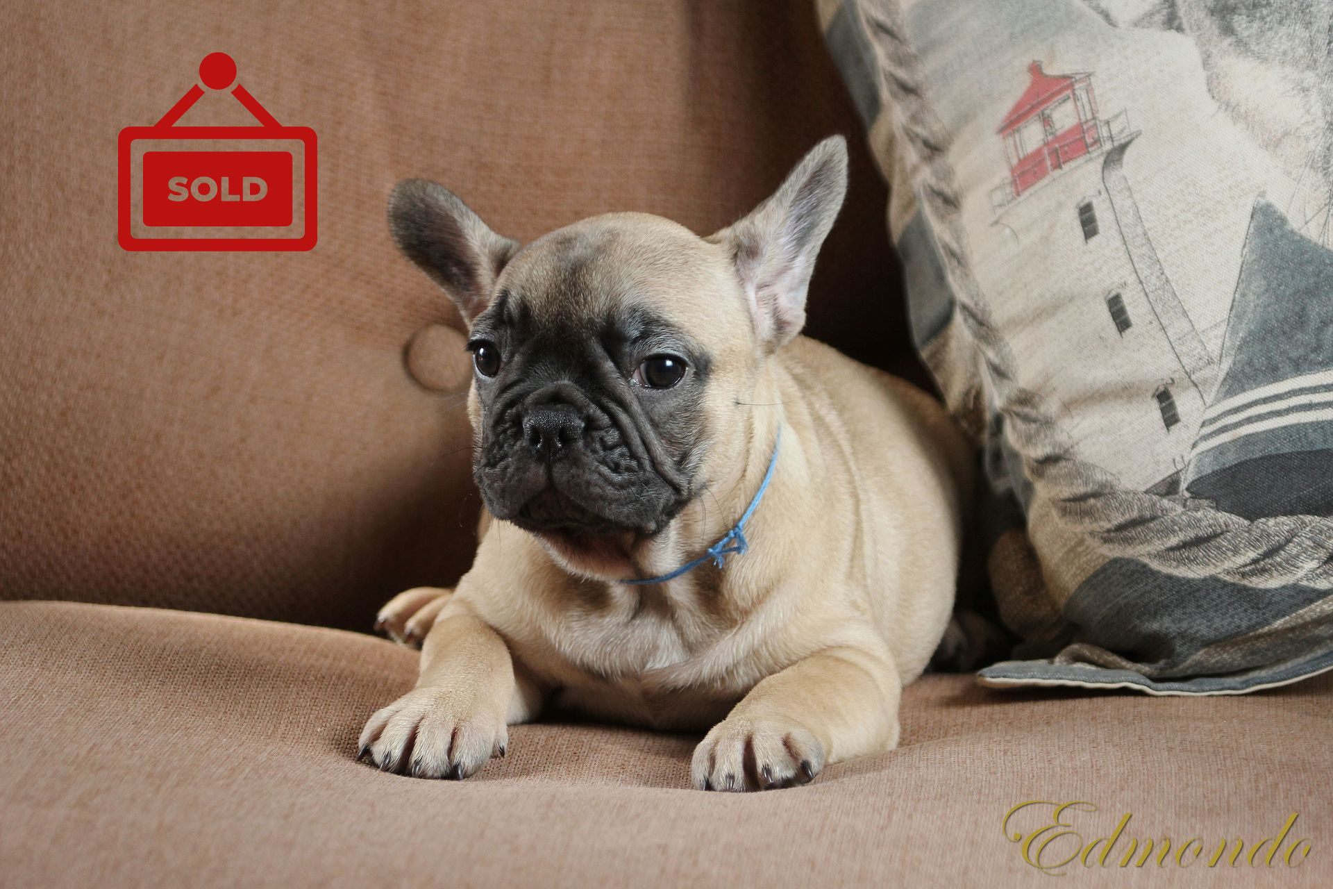 Female Light Fawn puppy from Edmondo French Bulldogs.