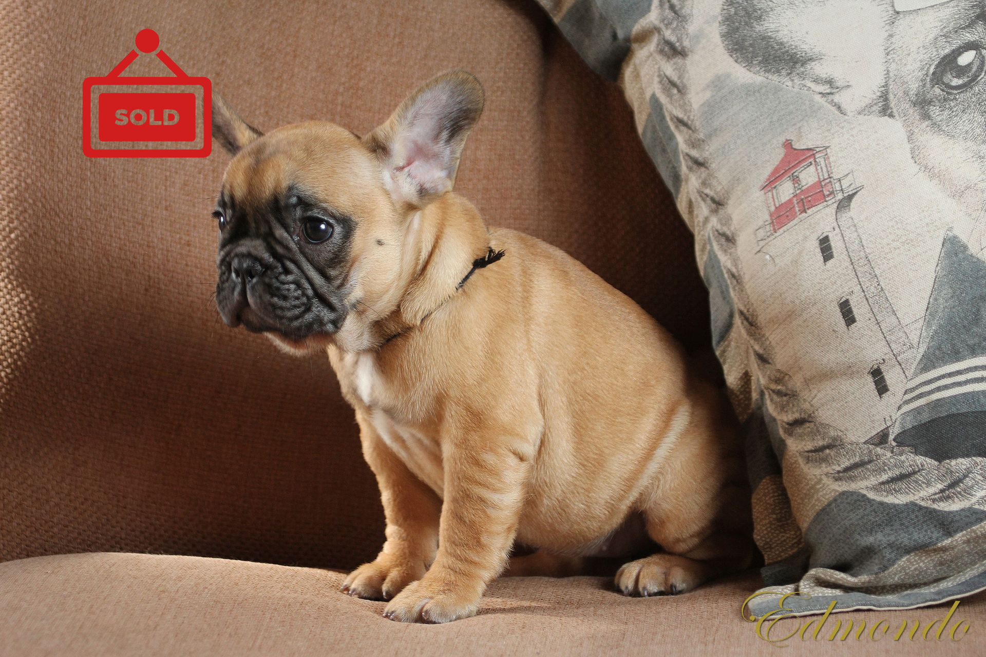 Female Red Fawn puppy from Edmondo French Bulldogs.