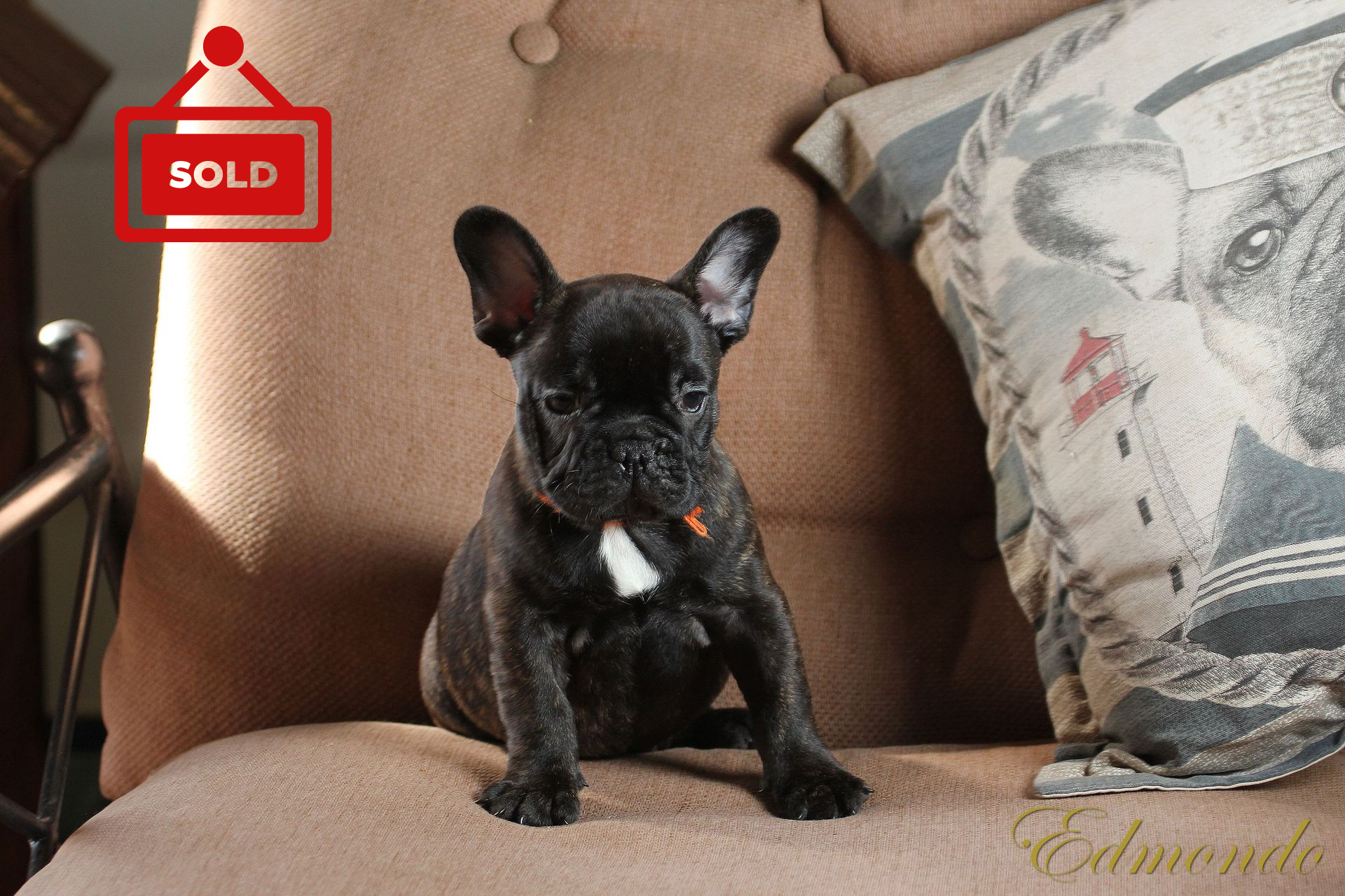 Male Brindle puppy from Edmondo French Bulldogs.