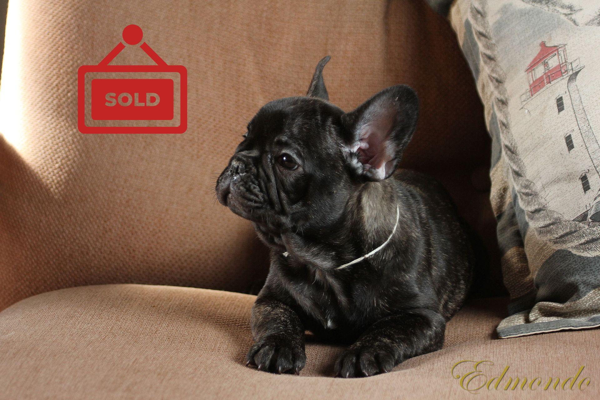 Male Brindle puppy from Edmondo French Bulldogs.