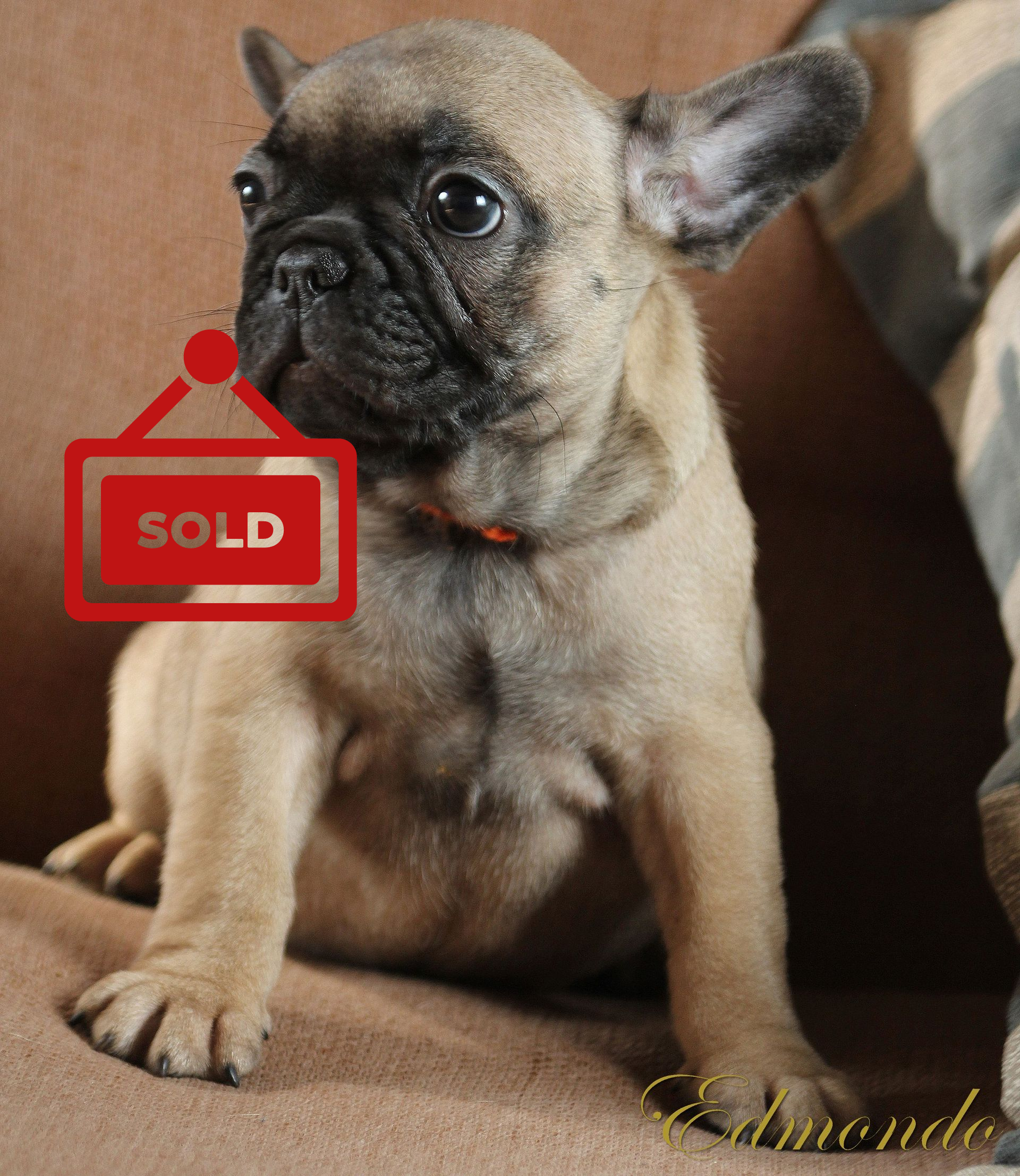 Female Light Fawn puppy from Edmondo French Bulldogs.