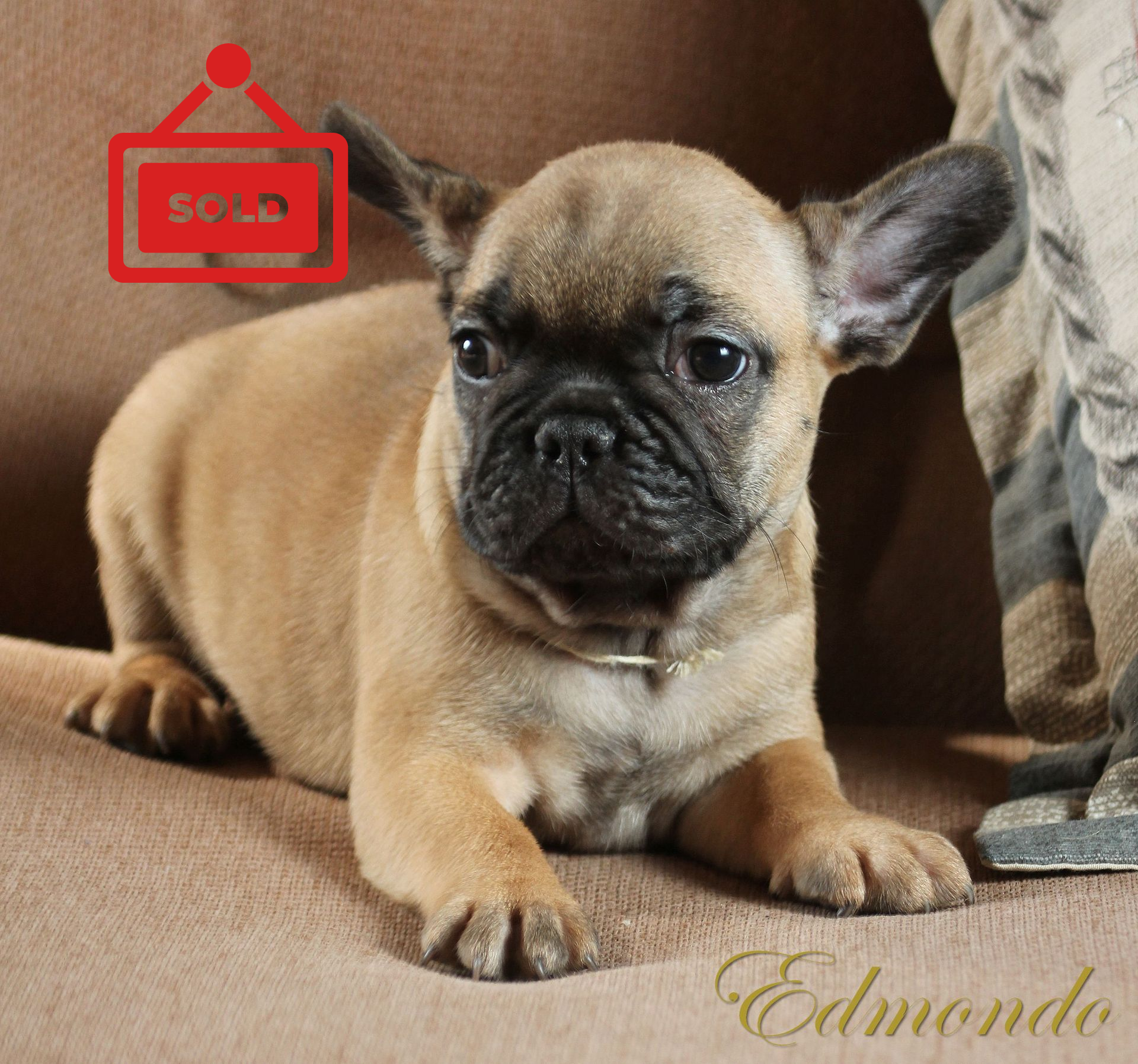 Male Red Fawn puppy from Edmondo French Bulldogs.