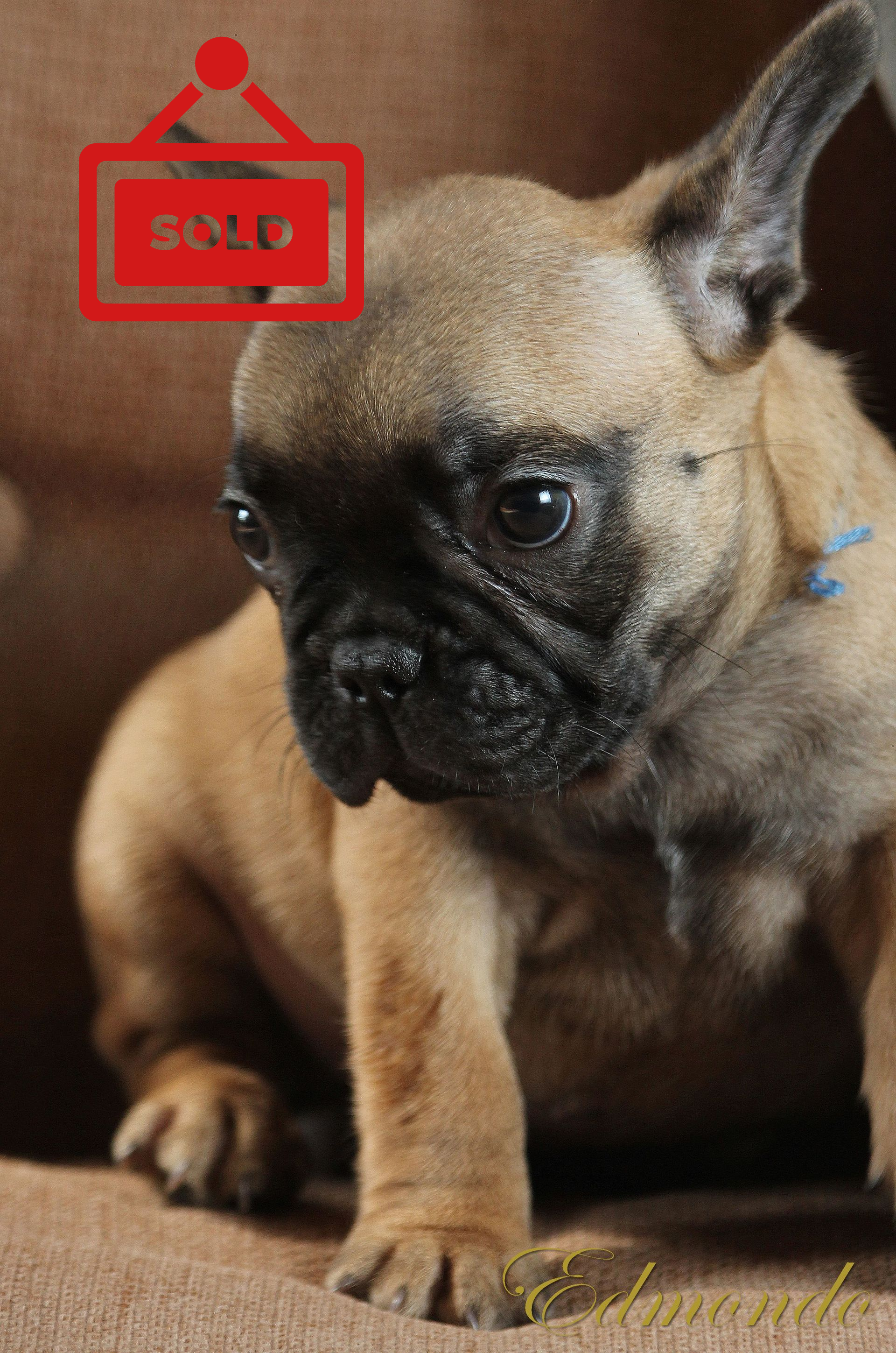 Male Light Fawn puppy from Edmondo French Bulldogs.