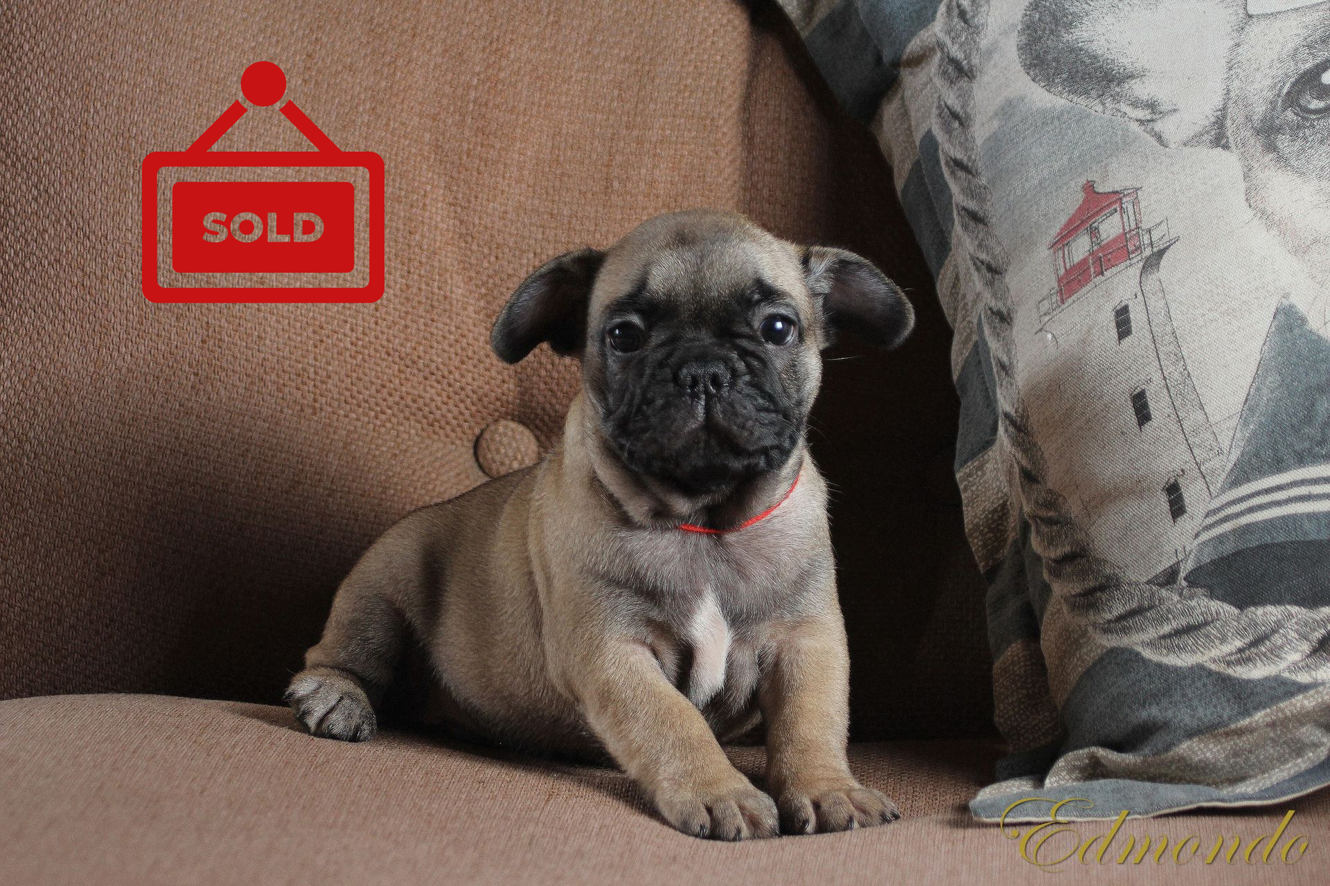 Male Light Fawn puppy from Edmondo French Bulldogs.