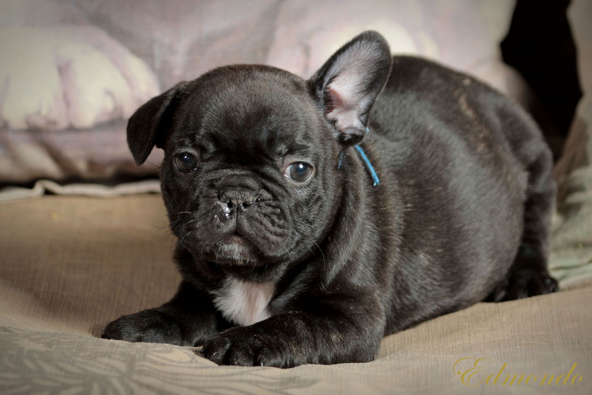 Male Black puppy from Edmondo French Bulldogs in Pretoria.