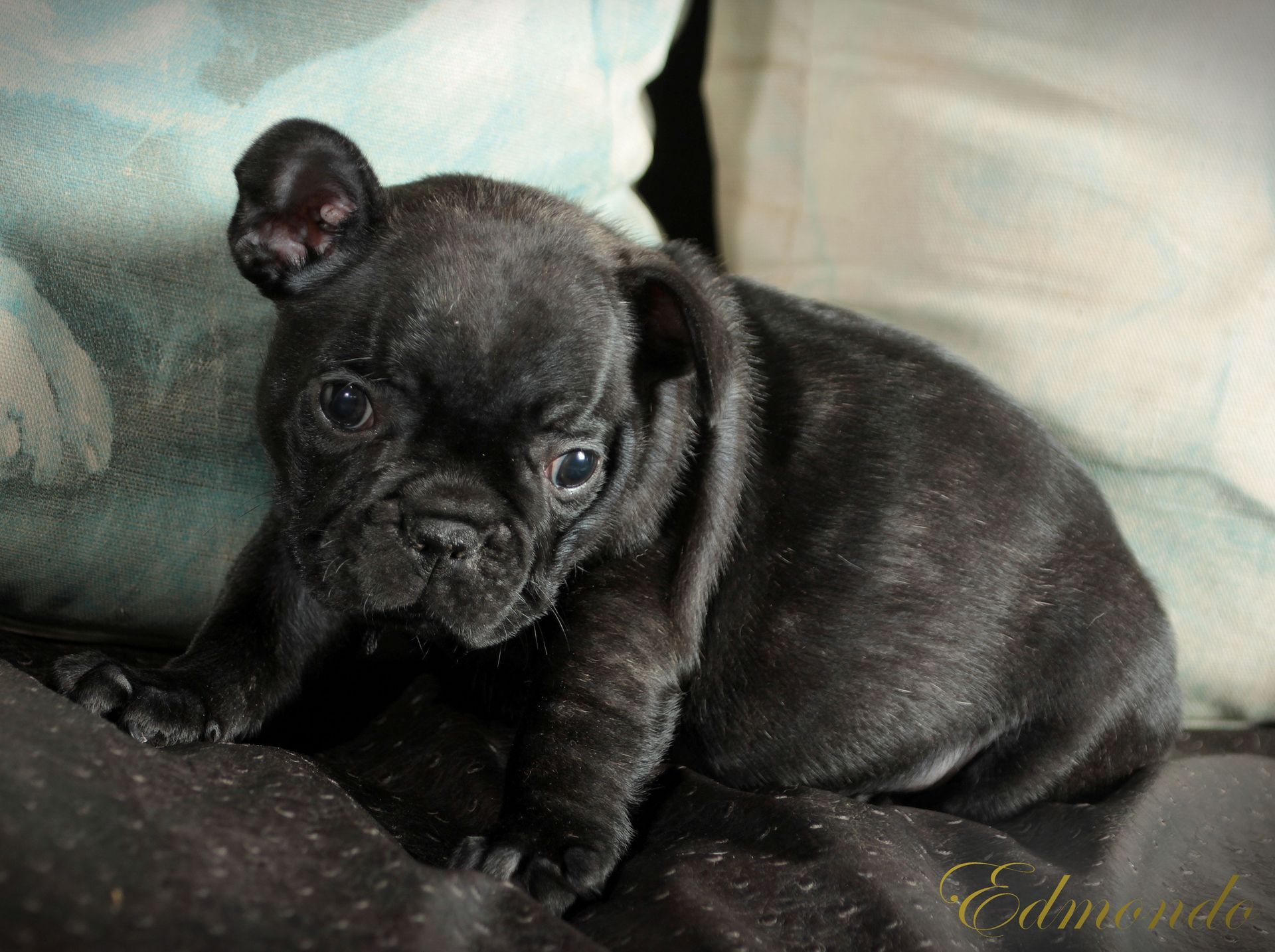 Male Black puppy from Edmondo French Bulldogs in Pretoria.