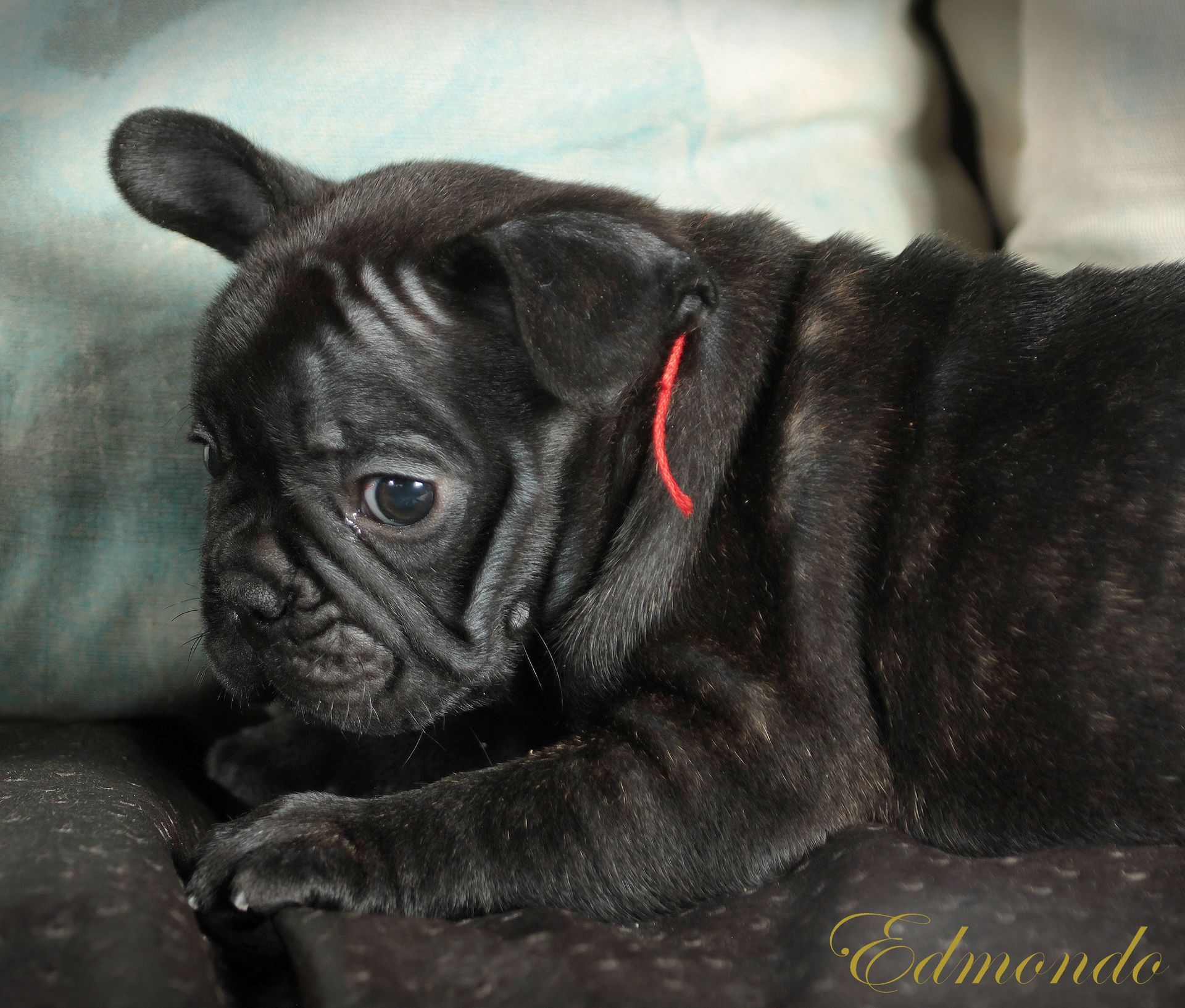 Male Black puppy from Edmondo French Bulldogs in Pretoria.