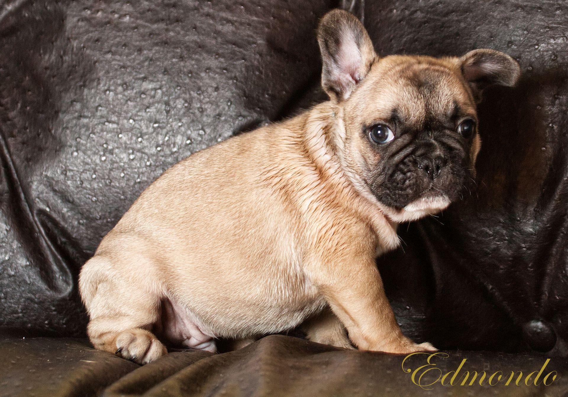 Male Frenchie puppy from Edmondo, Pretoria.