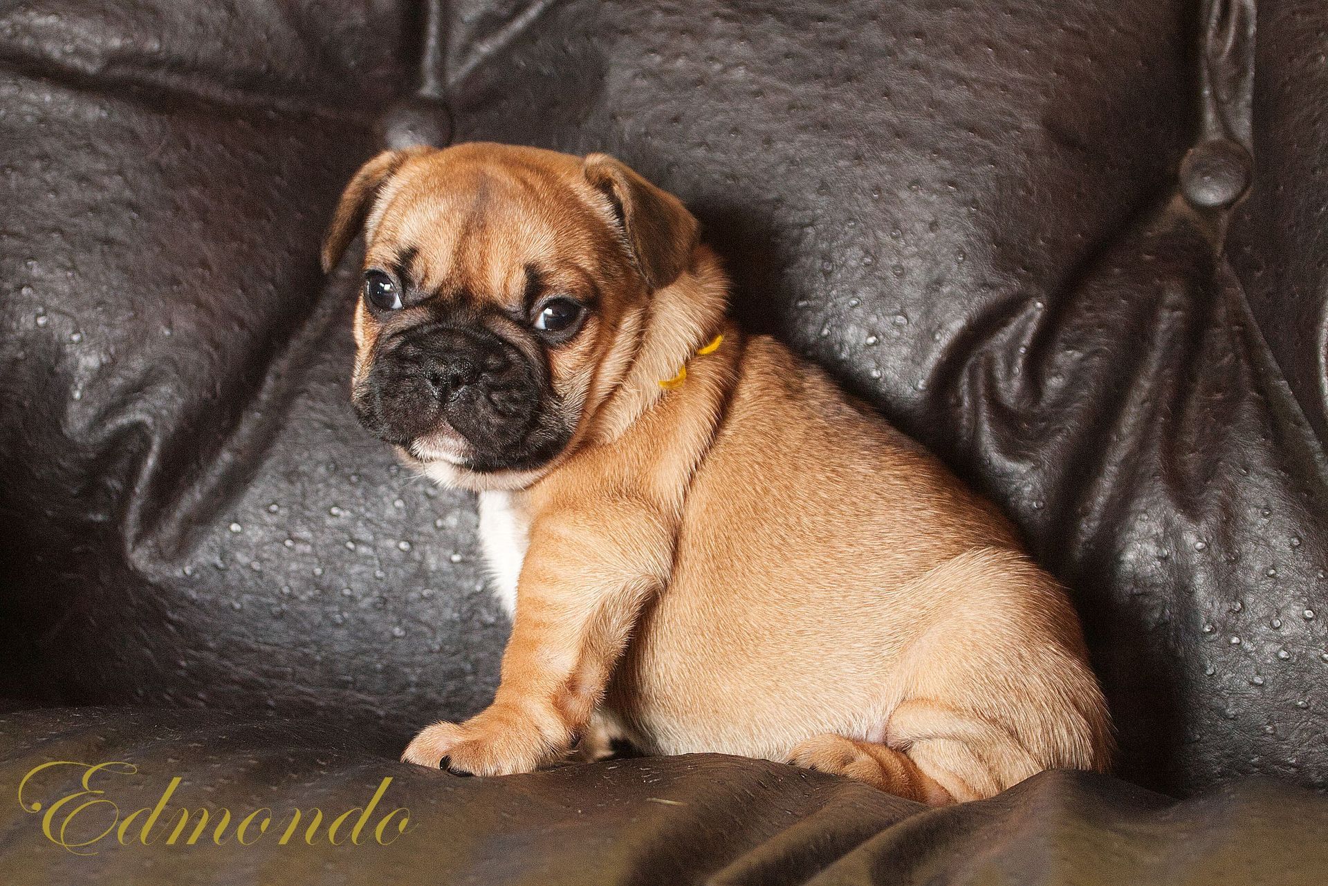 Male Frenchie puppy from Edmondo, Pretoria.