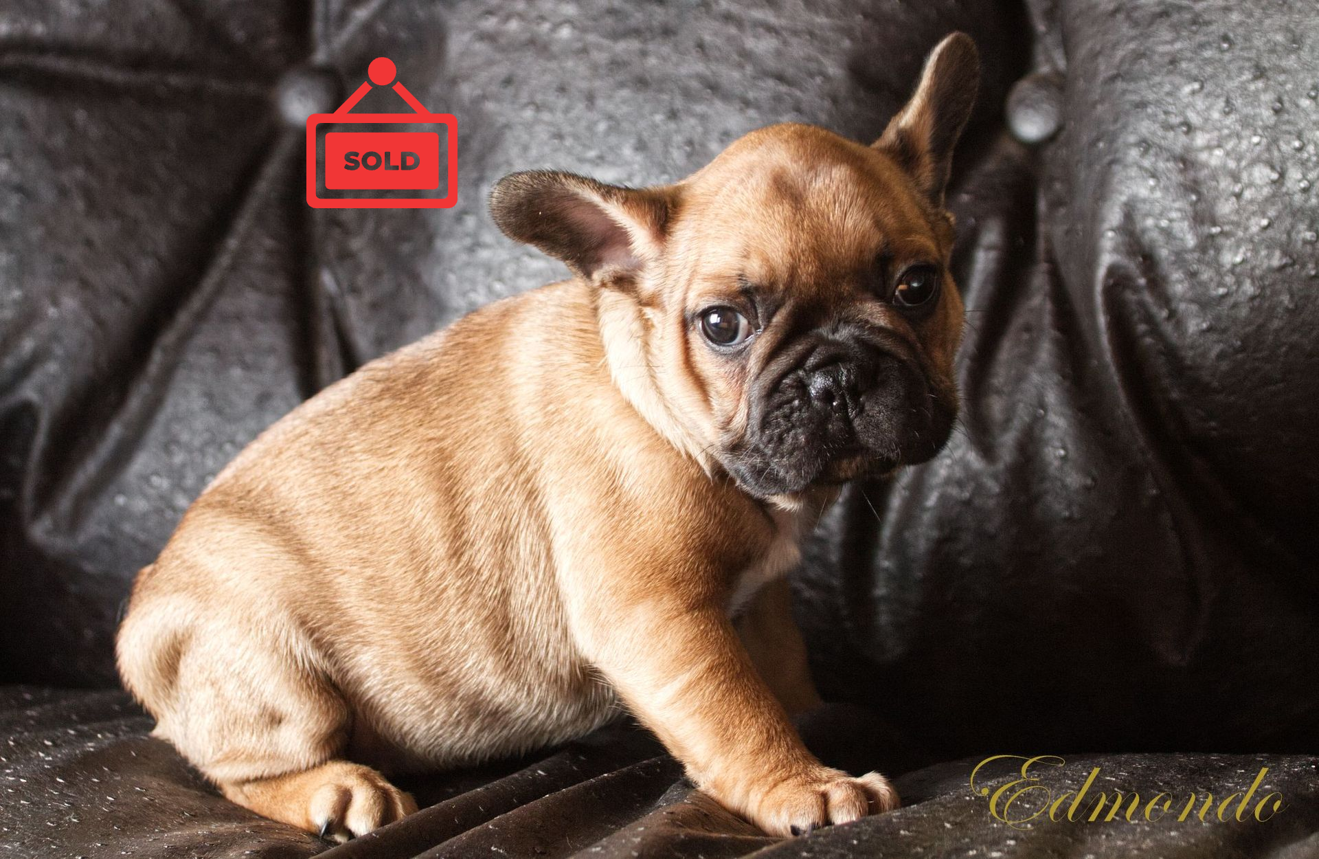 Female Frenchie puppy from Edmondo, Pretoria.
