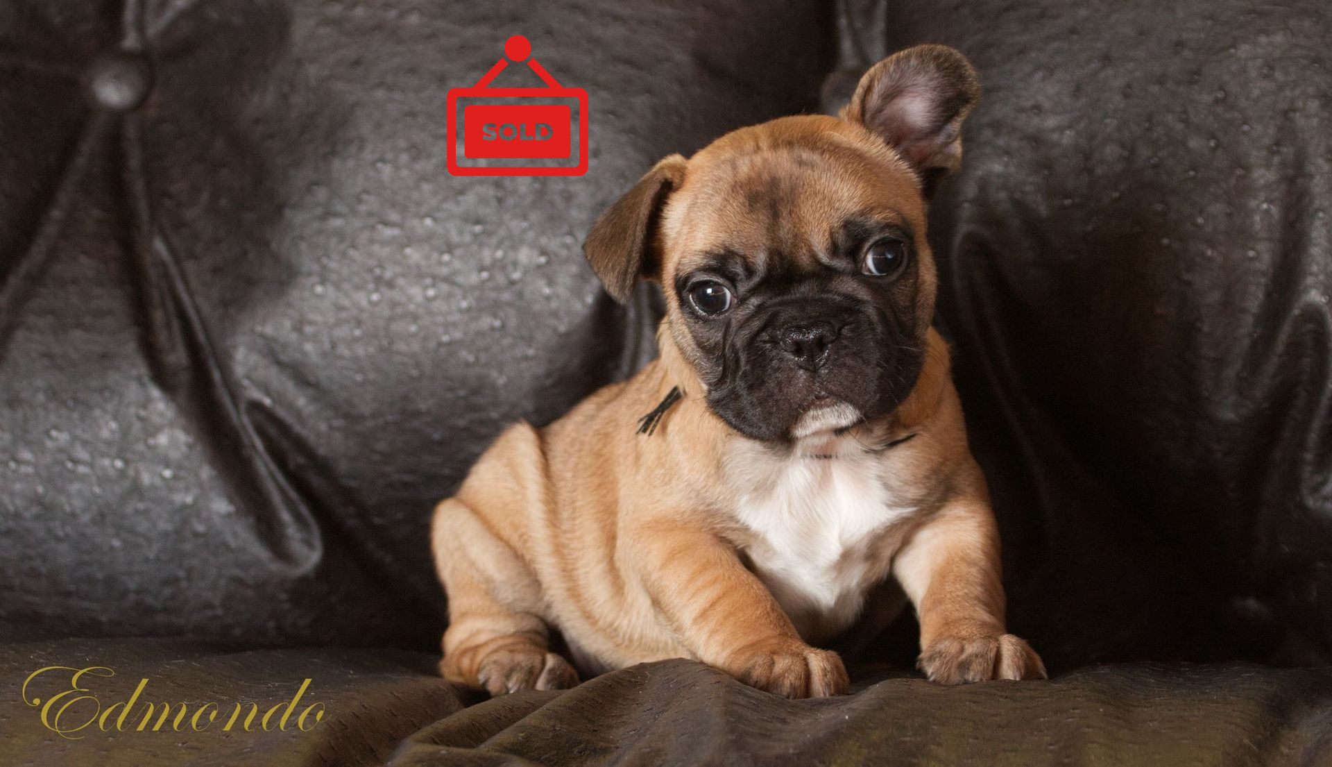 Female Frenchie puppy from Edmondo, Pretoria.