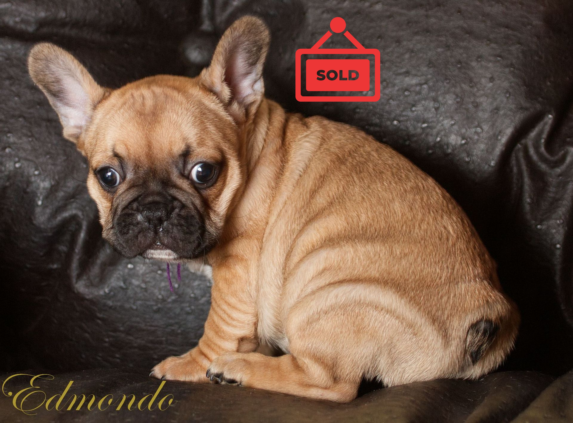 Female Frenchie puppy from Edmondo, Pretoria.