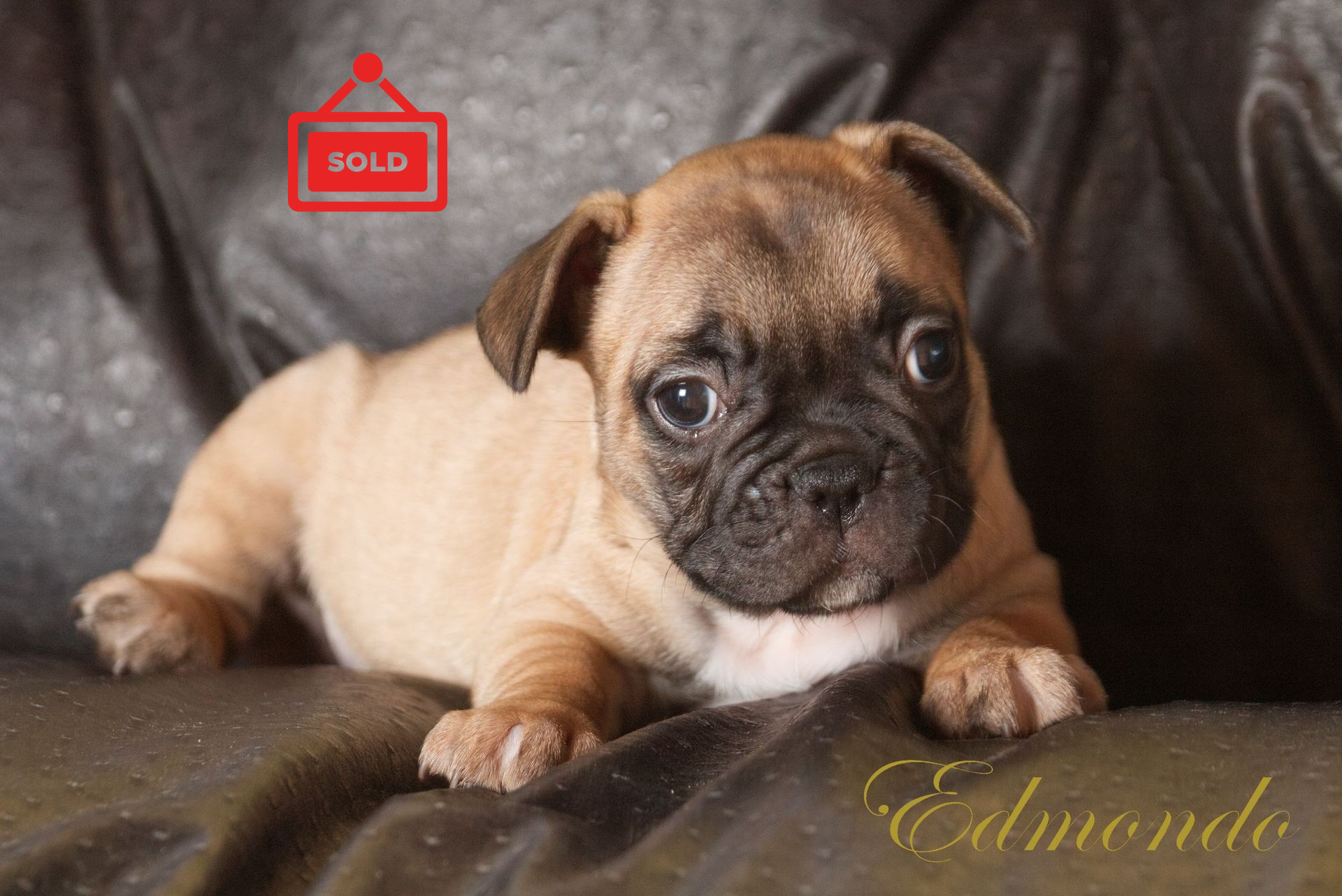 Female Frenchie puppy from Edmondo, Pretoria.