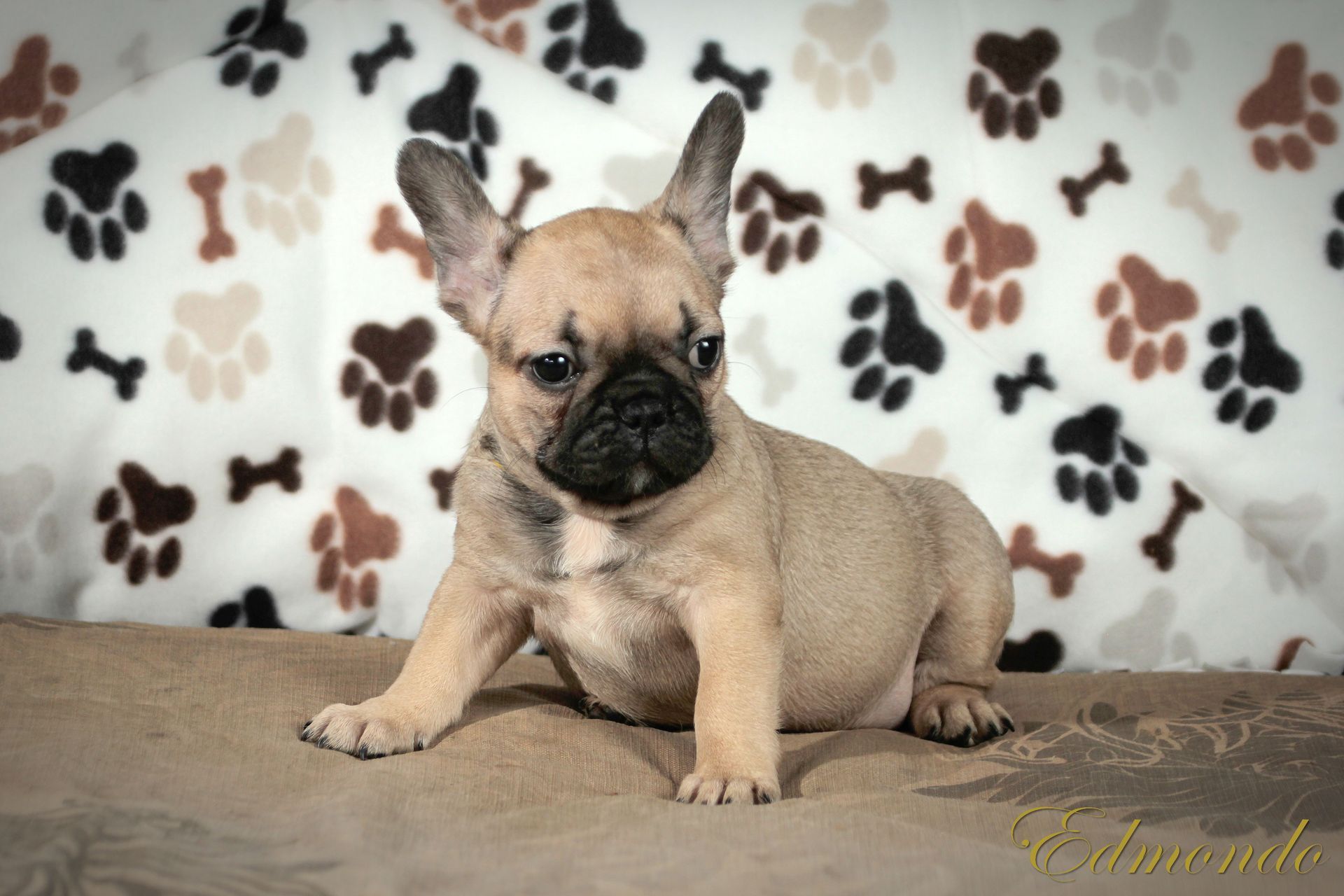 Female Light Fawn puppy from Edmondo French Bulldog breeders in Pretoria.