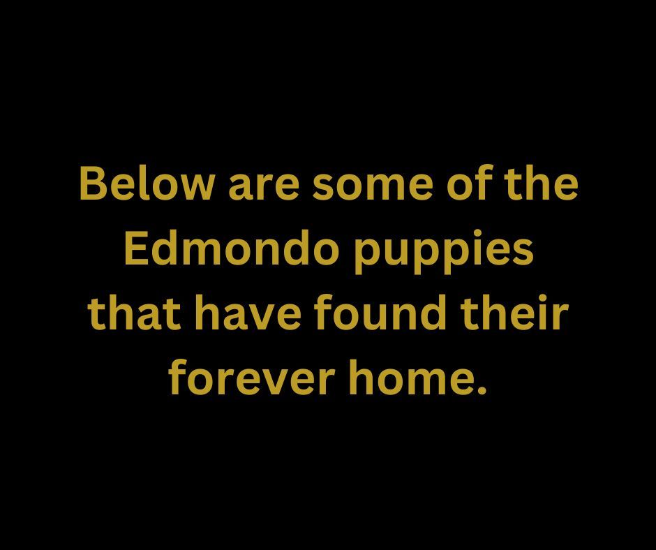 Gold text on black background reads, “Below are some of the Edmondo puppies that have found their forever home.”