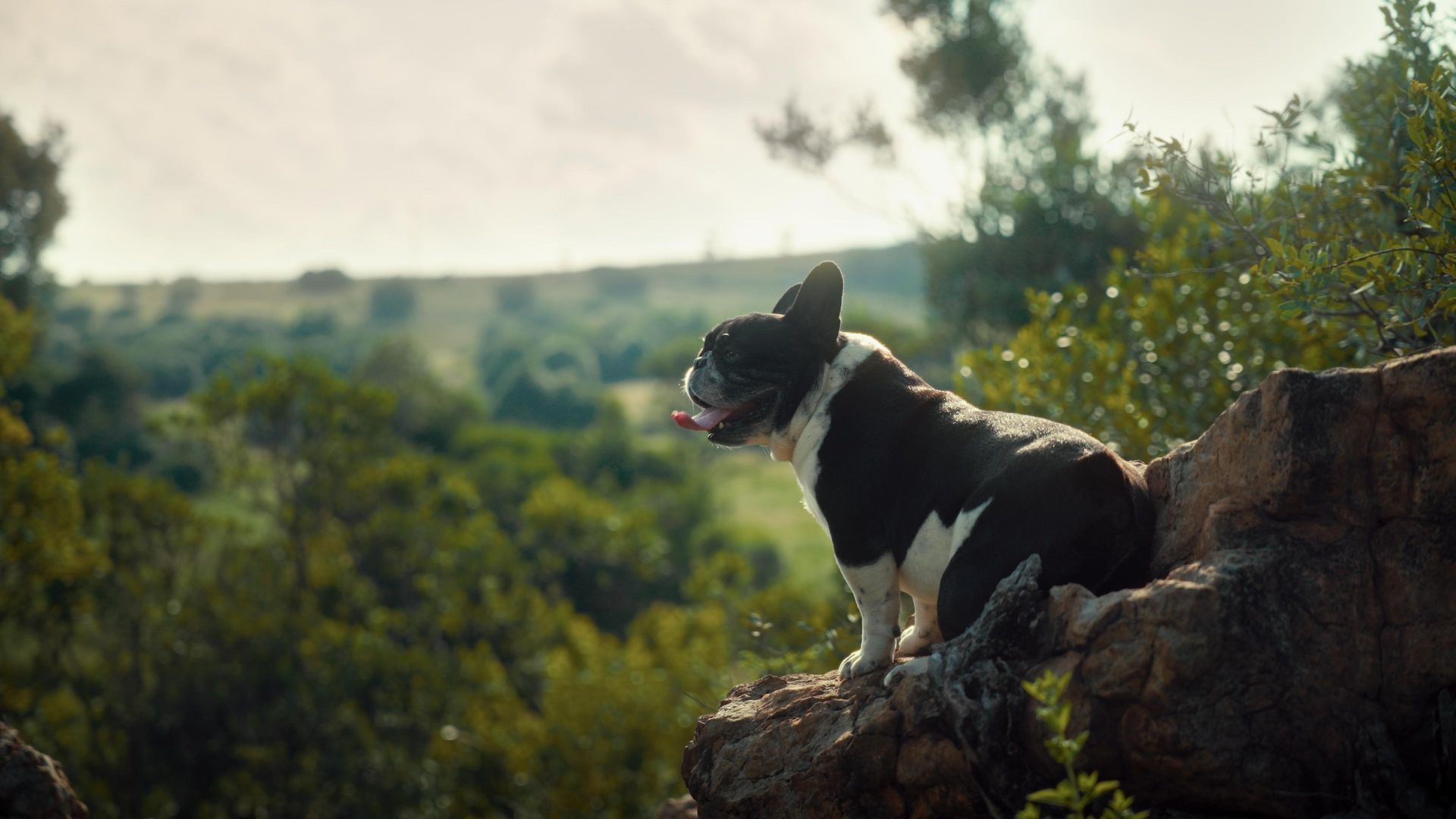 Joshua@Edmondo from Edmondo French Bulldogs features in a movie.