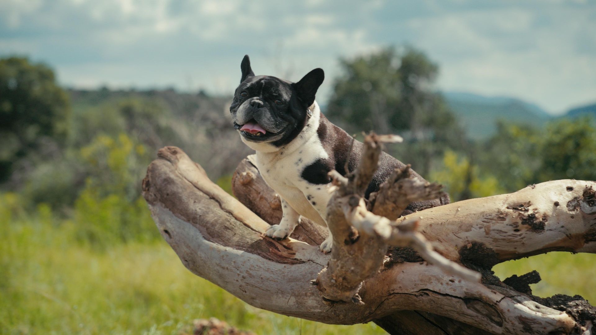 Joshua@Edmondo from Edmondo French Bulldogs features in a movie.