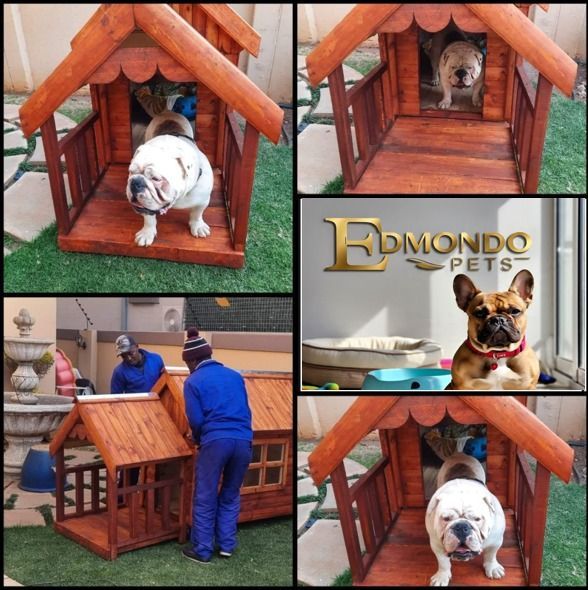 Dogs in wooden doghouse, pet shop workers building one, and Edmondo Pets logo