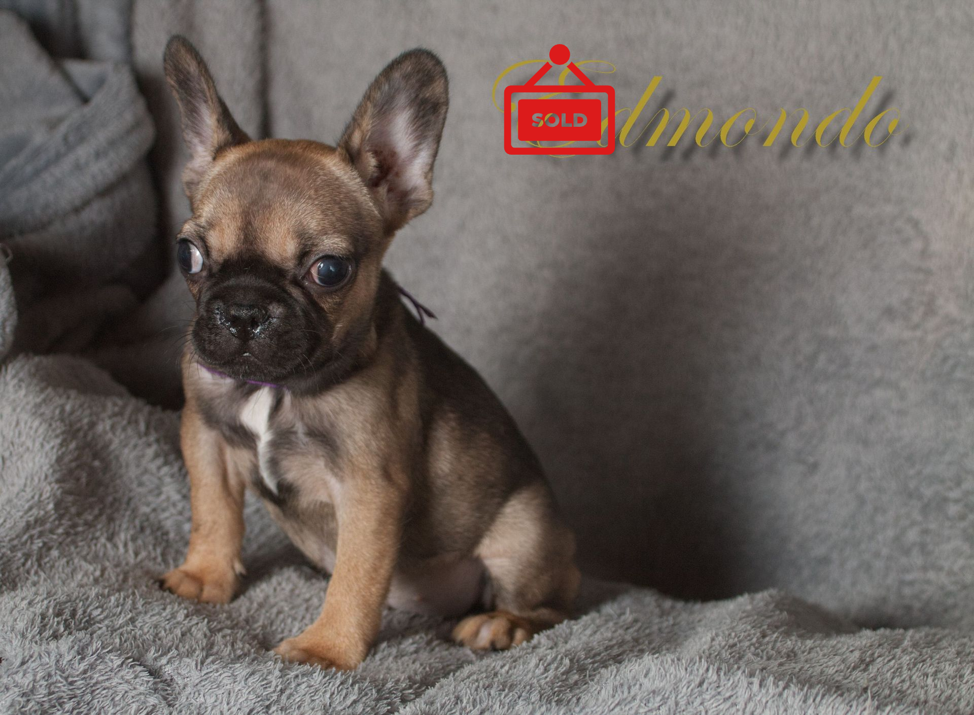 Female Frenchie puppy from Edmondo in Pretoria.