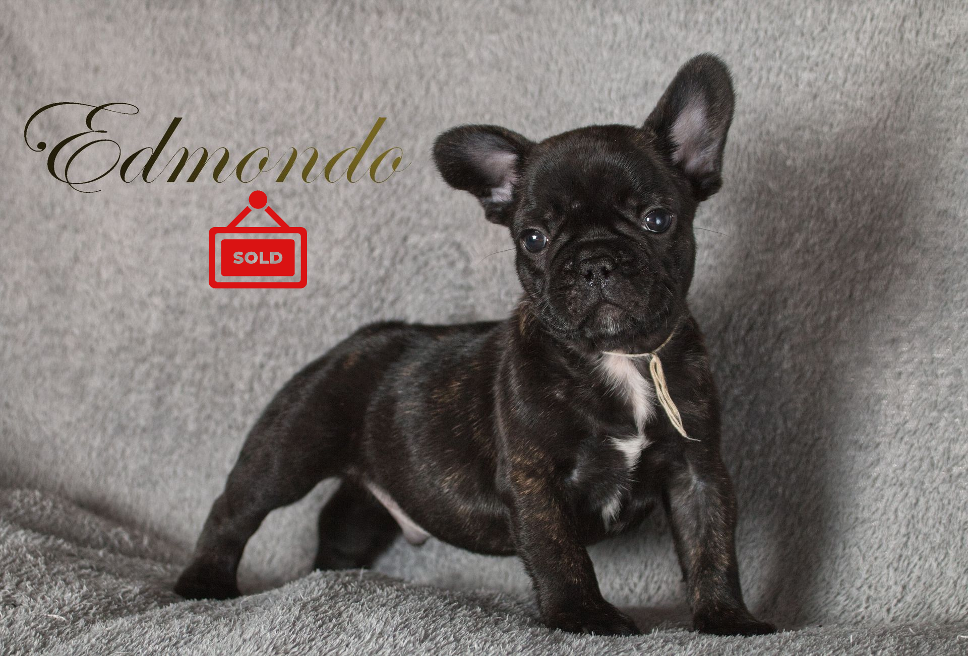 Male Frenchie puppy from Edmondo in Pretoria.