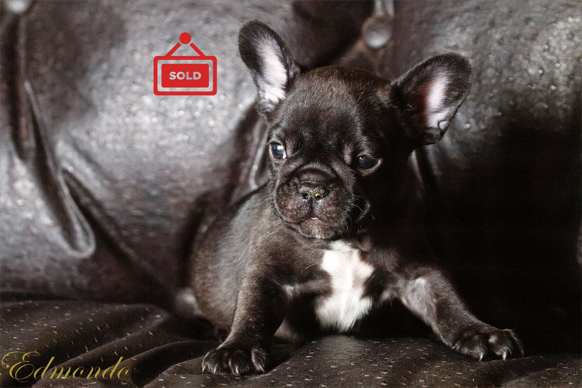 Male Frenchie puppy from Edmondo in Pretoria.