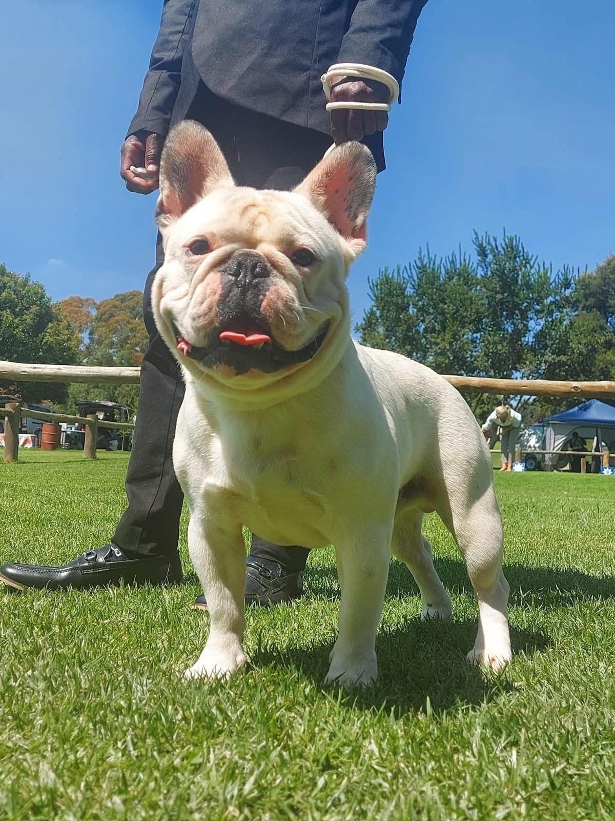 Edmondo Ferreiri Champion French Bulldog from Edmondo.