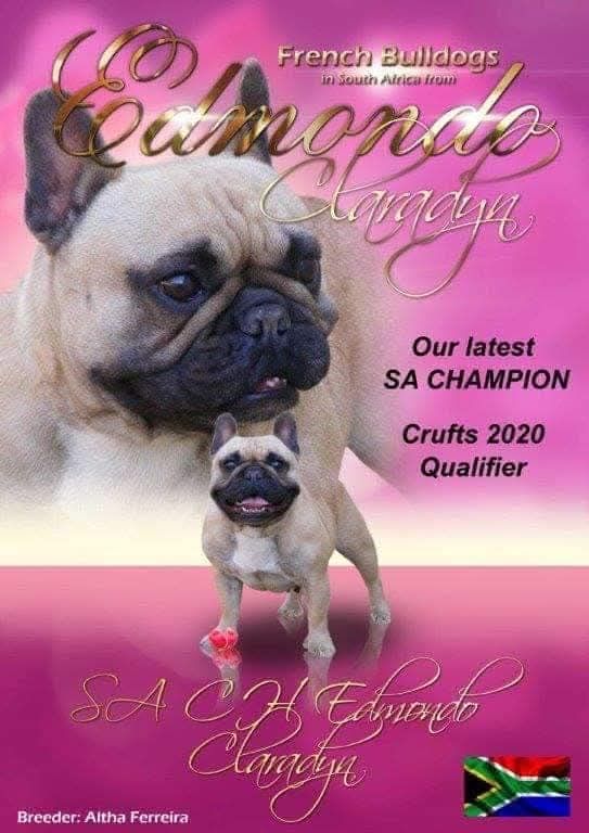 Edmondo Claradyn, Champion French Bulldog from Edmondo.