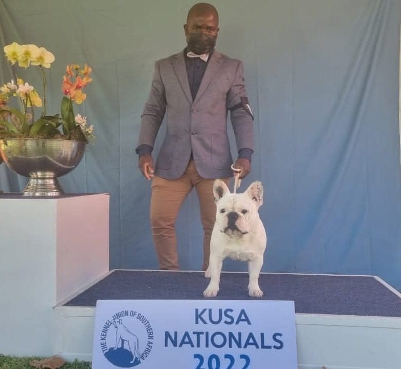 Edmondo Ferreiri Champion French Bulldog from Edmondo.
