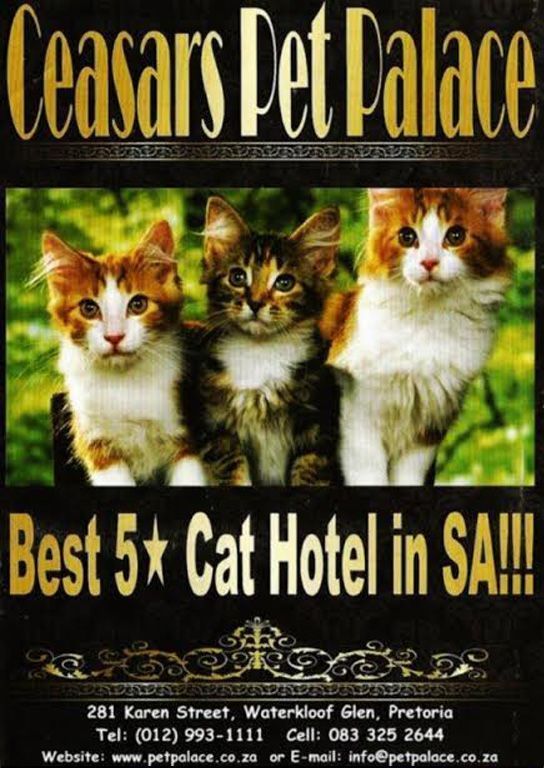 A poster for Ceasar 's Pet Palace best 5-star cat hotel in SA.