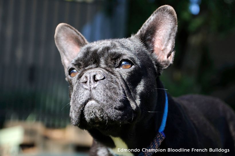 A black French Bulldog from the Edmondo champion bloodline in Pretoria with a blue collar is looking up at the camera.
