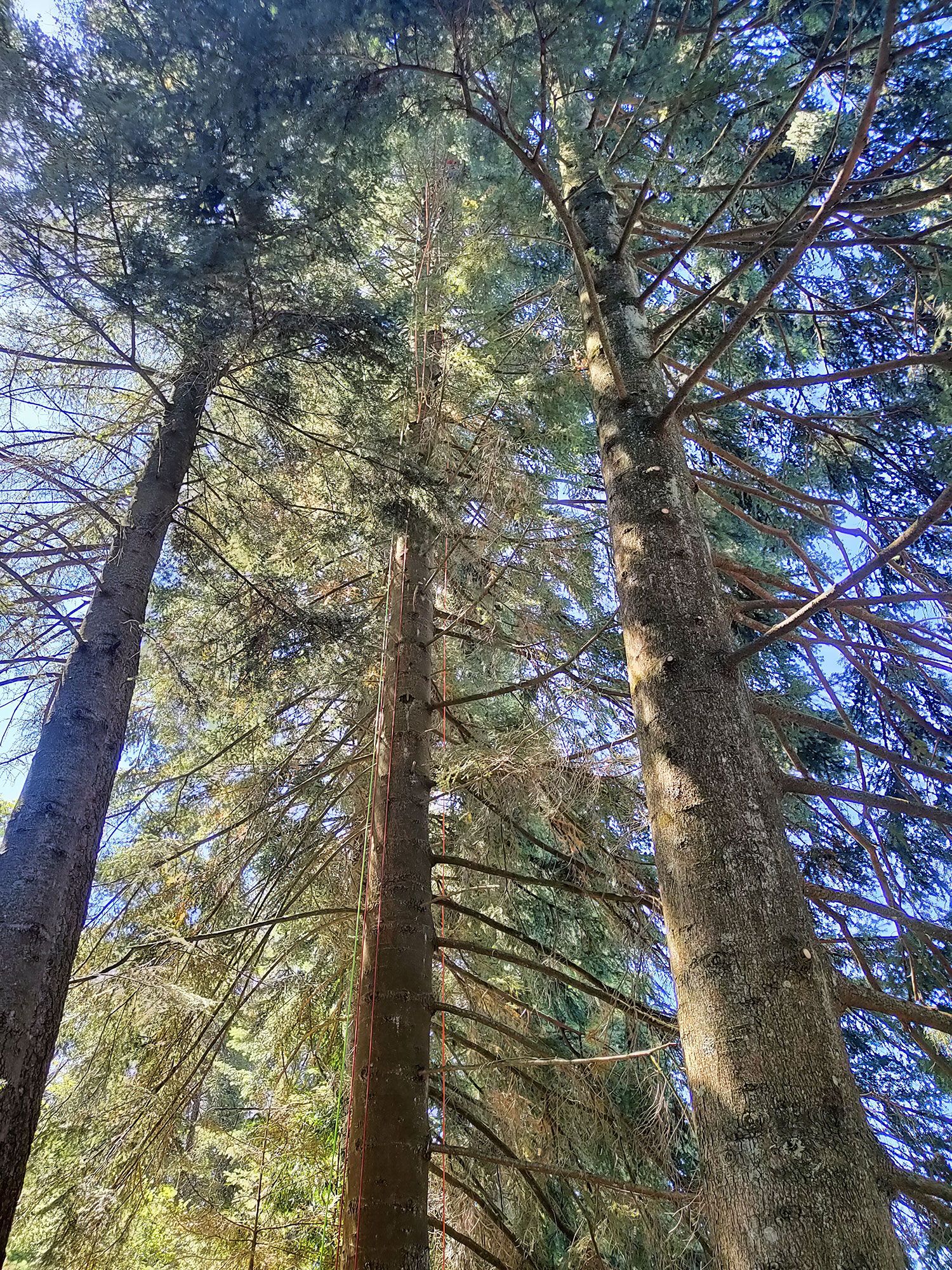 abbattimento alberi