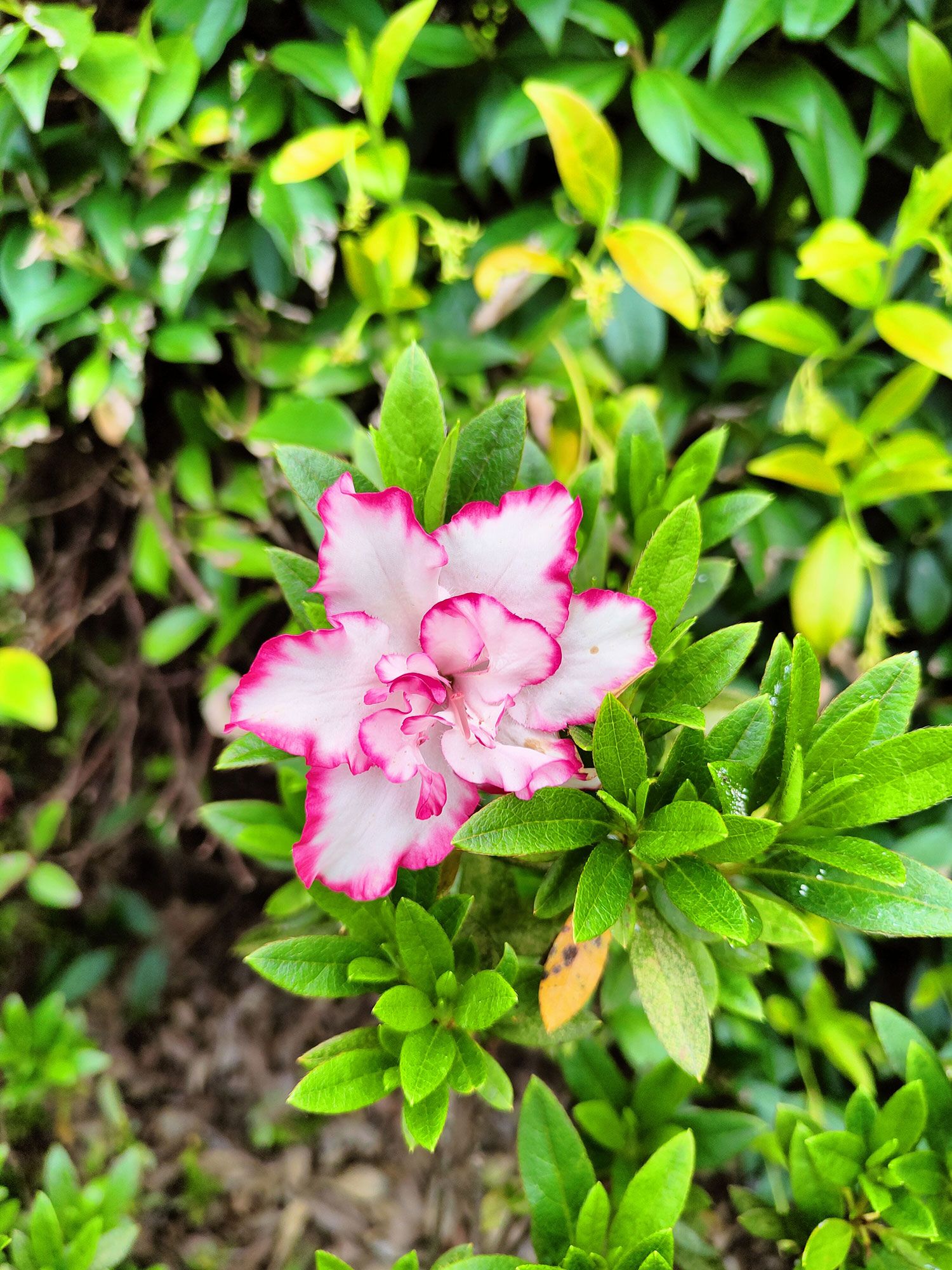 piante da fiore
