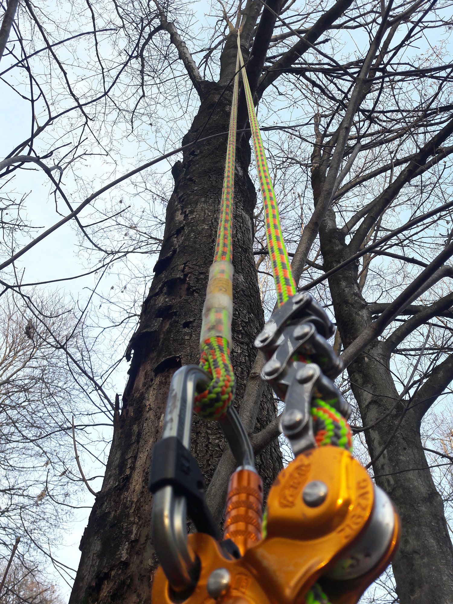 tree climbing