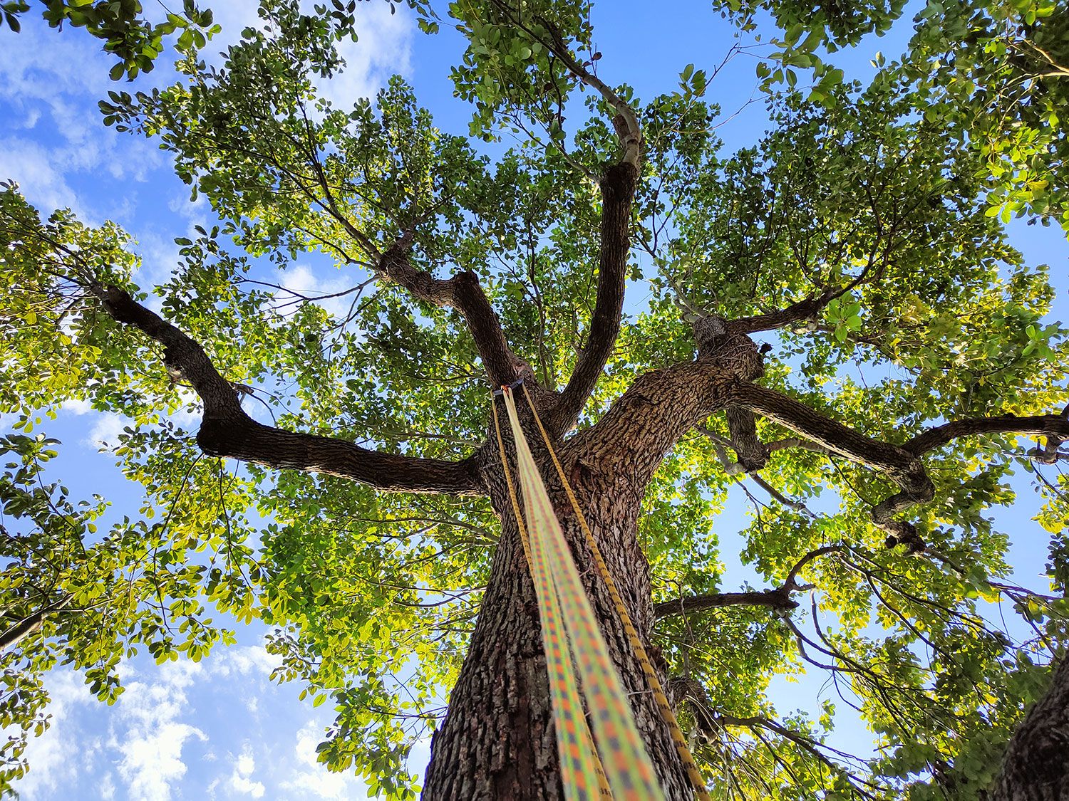 alberi alto fusto