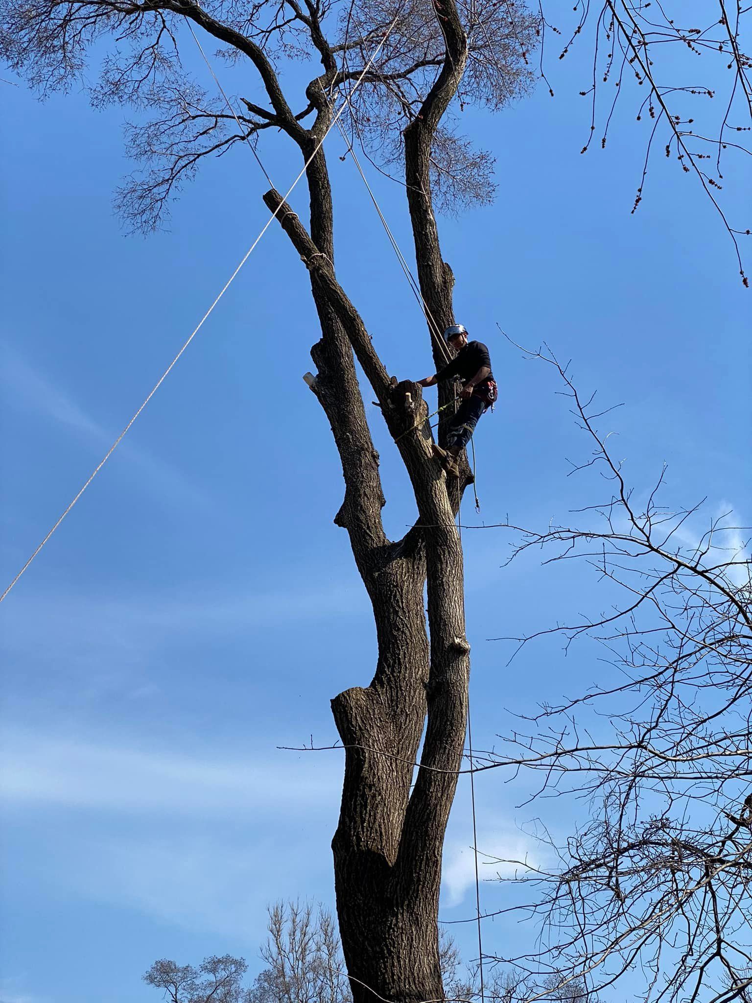 Man cutting a tree — Merrillville IN — El Errante Tree & Landscaping Service