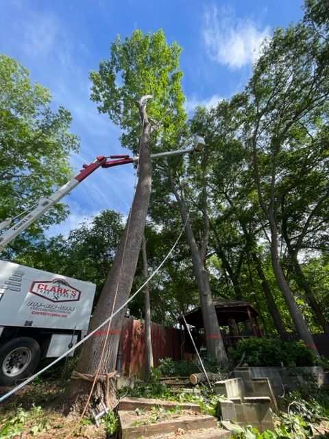 Top Rated Tree Service in Huntersville, NC