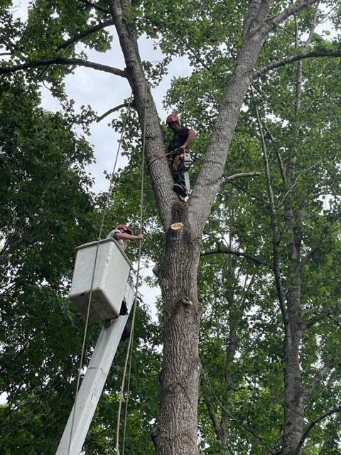 Top Rated Tree Service in Huntersville, NC