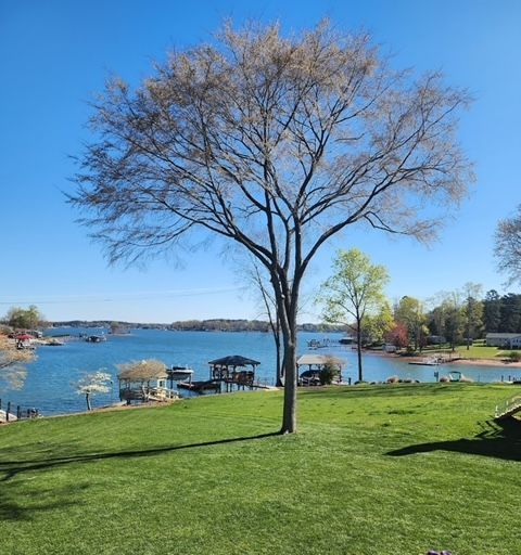 A tree in the middle of a grassy field overlooking a body of water