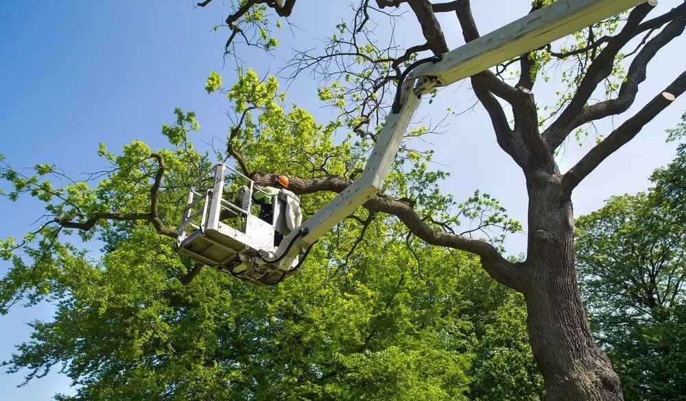 Tree trimming: A worker in a lift basket is pruning a tree with green leaves under a blue sky.
