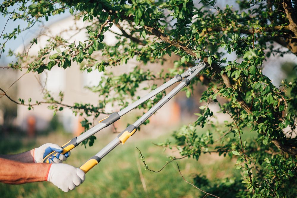 Person pruning a tree with long-handled shears outdoors.