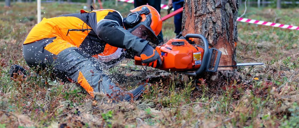 A logger in orange safety gear using a chainsaw to cut a tree trunk in a grassy area.
